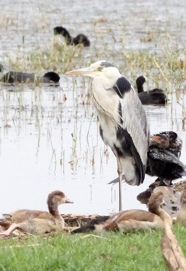 HERON - GREY HERON - Ardea cinerea - LANGANO LAKE ETHIOPIA (4).JPG