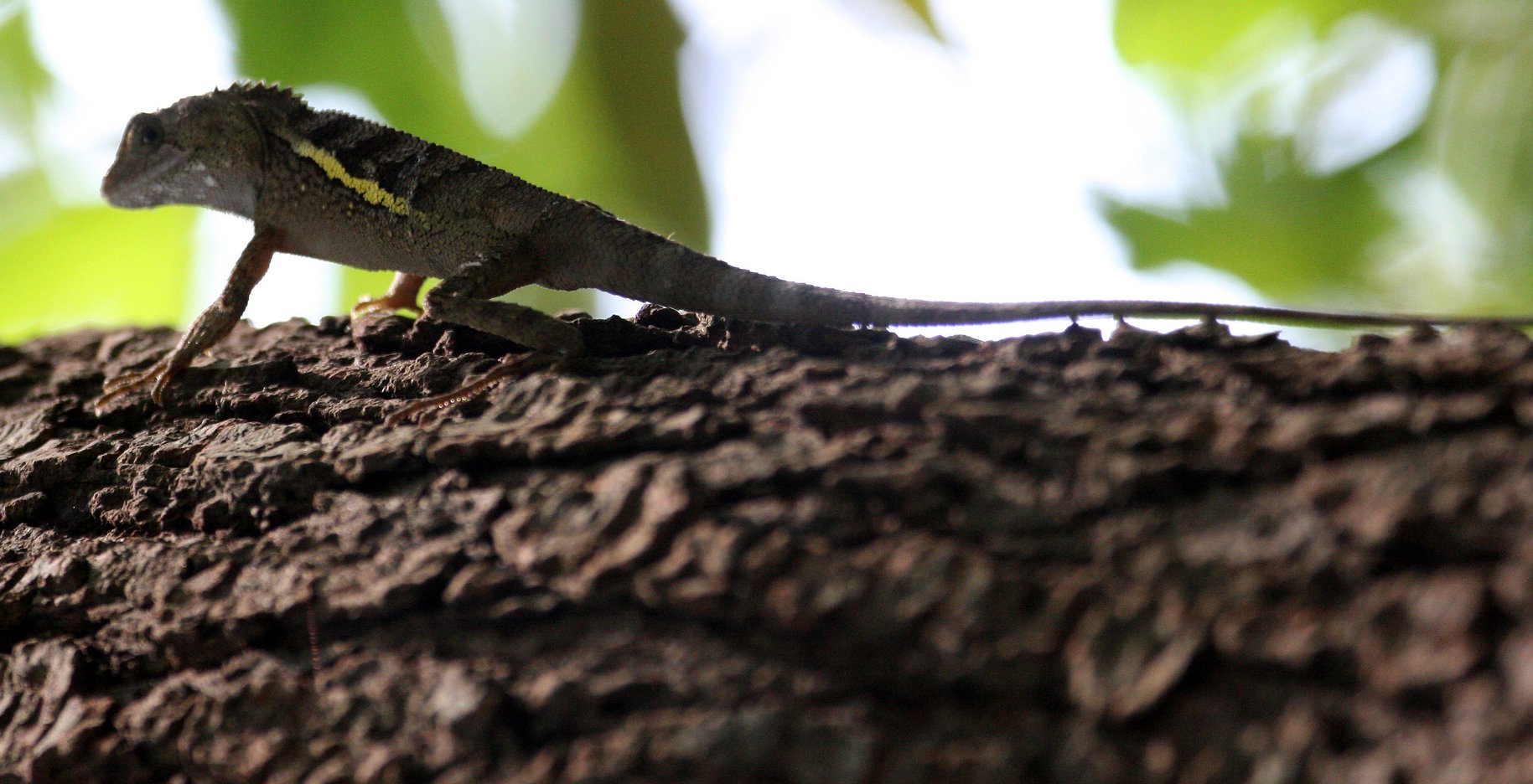 REPTILE - LIZARD - AGAMA LIZARD SPECIES A - TAIPEI TAIWAN (10).JPG