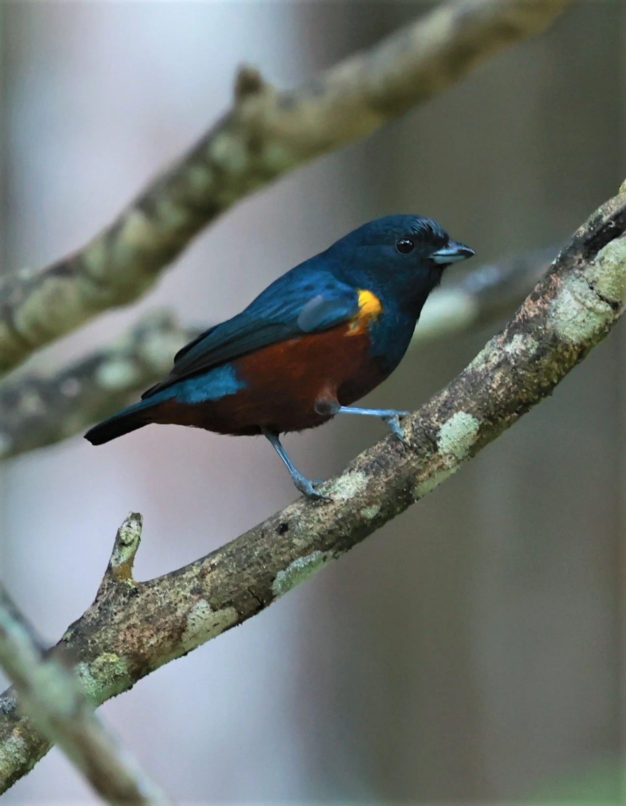Chestnut-bellied Euphonia - Euphonia pectoralis - Espirito Santo, Santa Teresa, Pousada Vita Verde