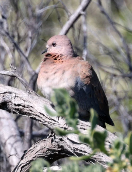 Laughing Dove (Spilopelia senegalensis) Rottnest Island - Western Australia