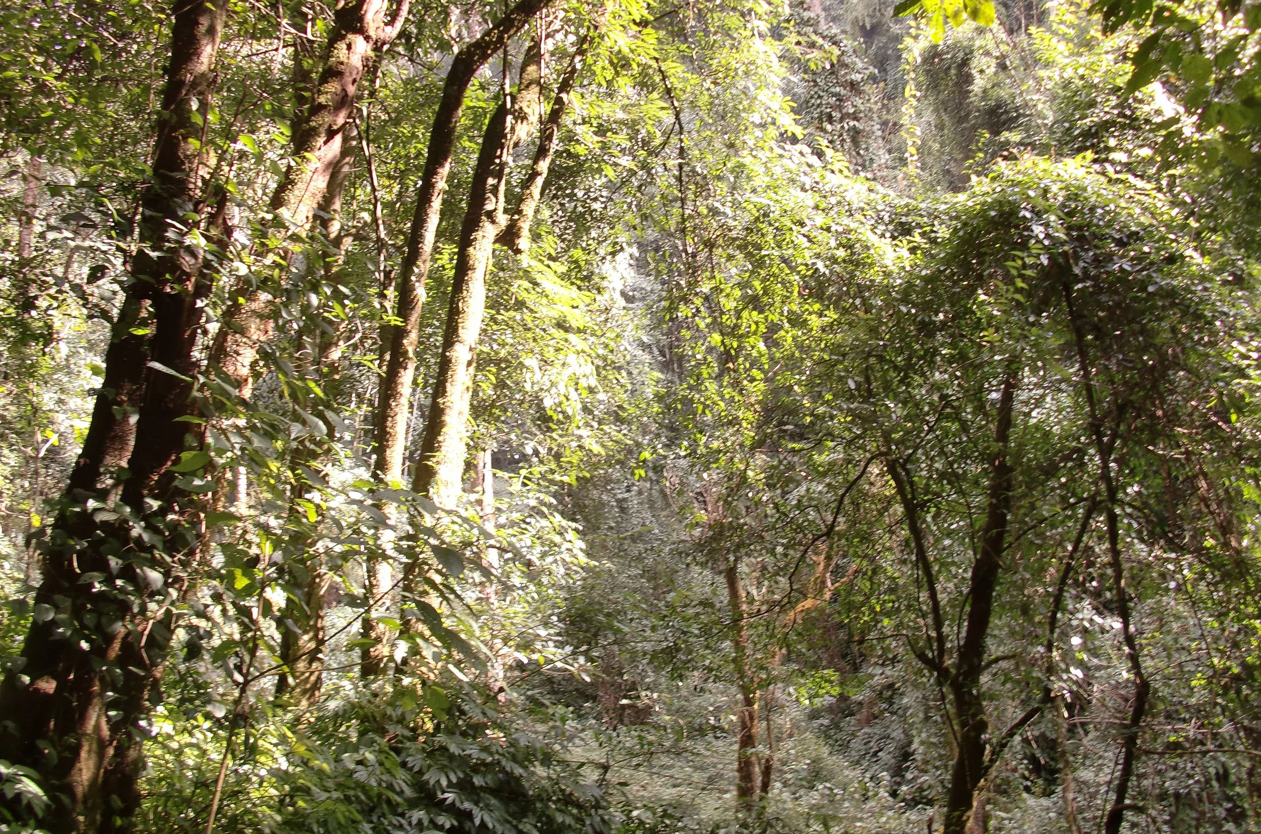 YUNNAN - WULIANGSHAN NATURE RESERVE AND SURROUNDING MOUNTAINS (12).JPG