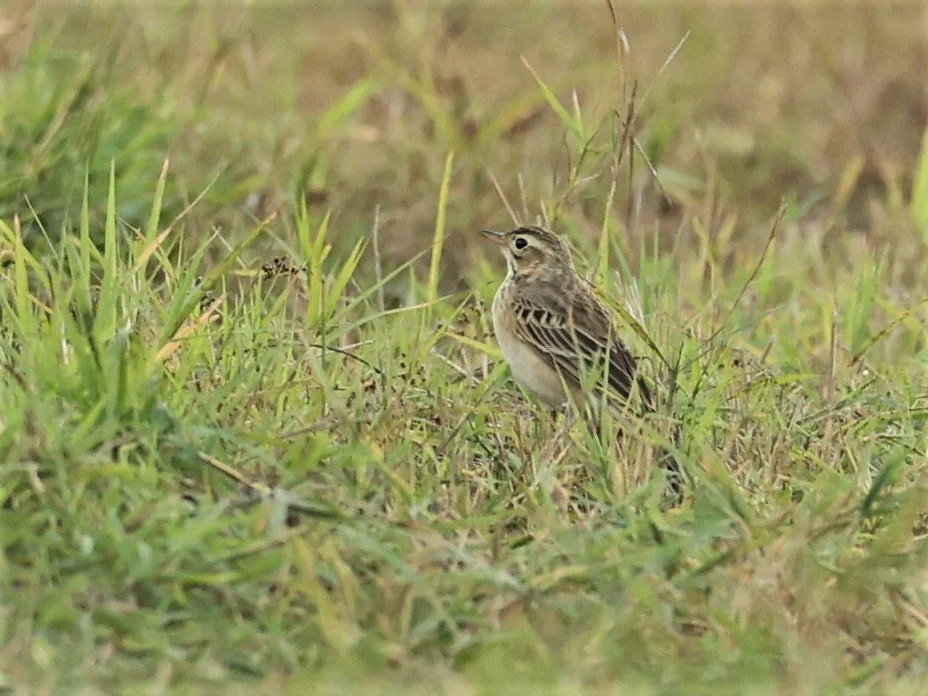 Paddyfield Pipit (Anthus rufulus) TATHORN RICEFIELDS CHIANG MAI (2).jpg
