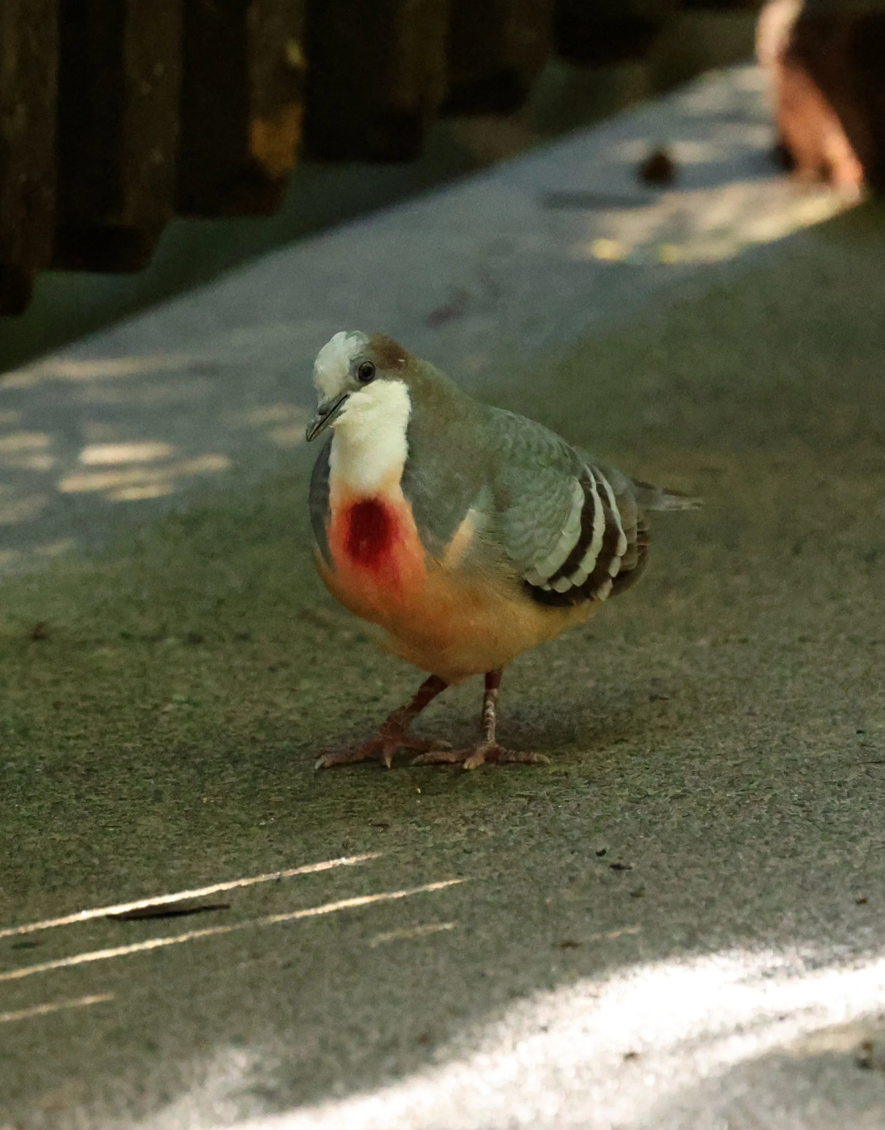 Luzon bleeding-heart dove (Gallicolumba luzonica) Lone Pine Wildlife Sanctuary Brisbane - Queensland (3).jpg