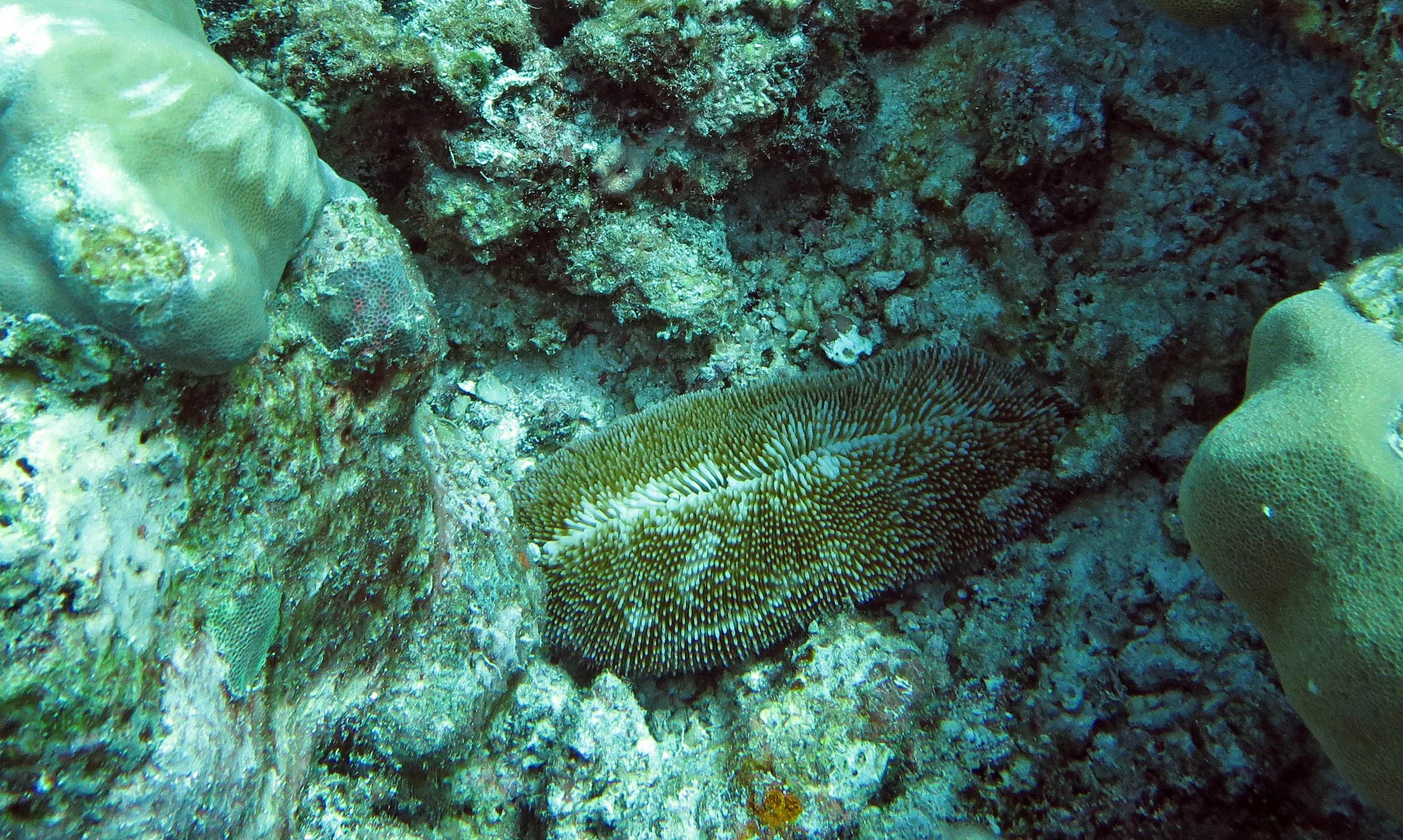 2014 Similan Islands Marine Park Thailand ISB Dive Trip (17).JPG