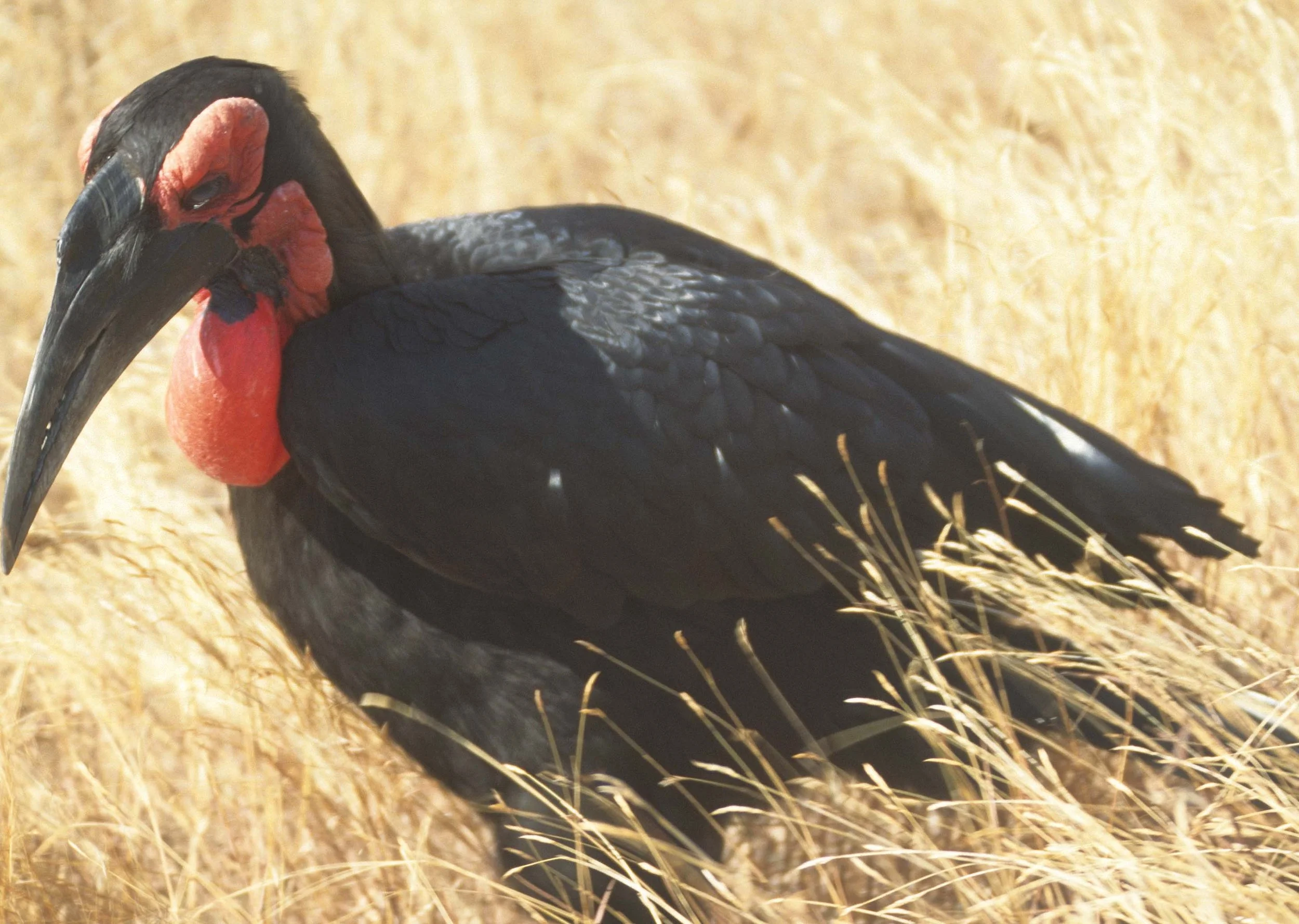 BIRDS - HORNBILL - GROUND - KRUGER A.jpg