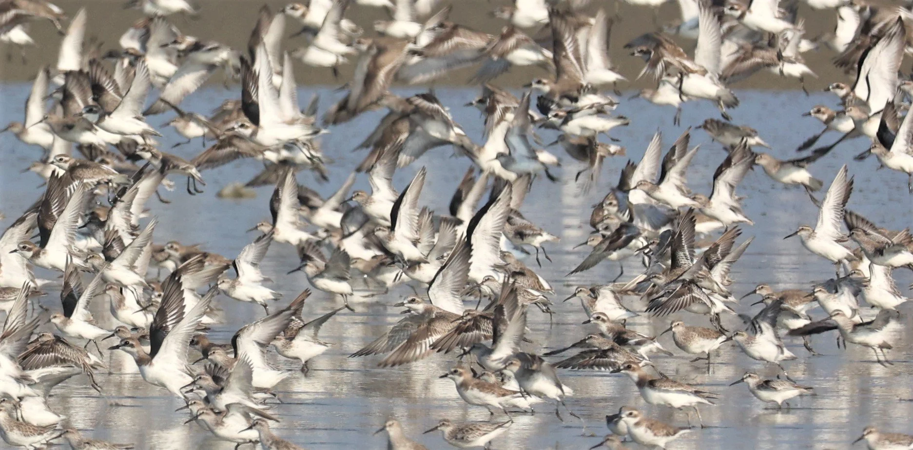 PLOVER - GREATER SAND-PLOVER - Charadrius leschenaultii - LESSER SP, CURLEW, BROADBILL SP PAK THALE OCTOBER 2 (30).jpg