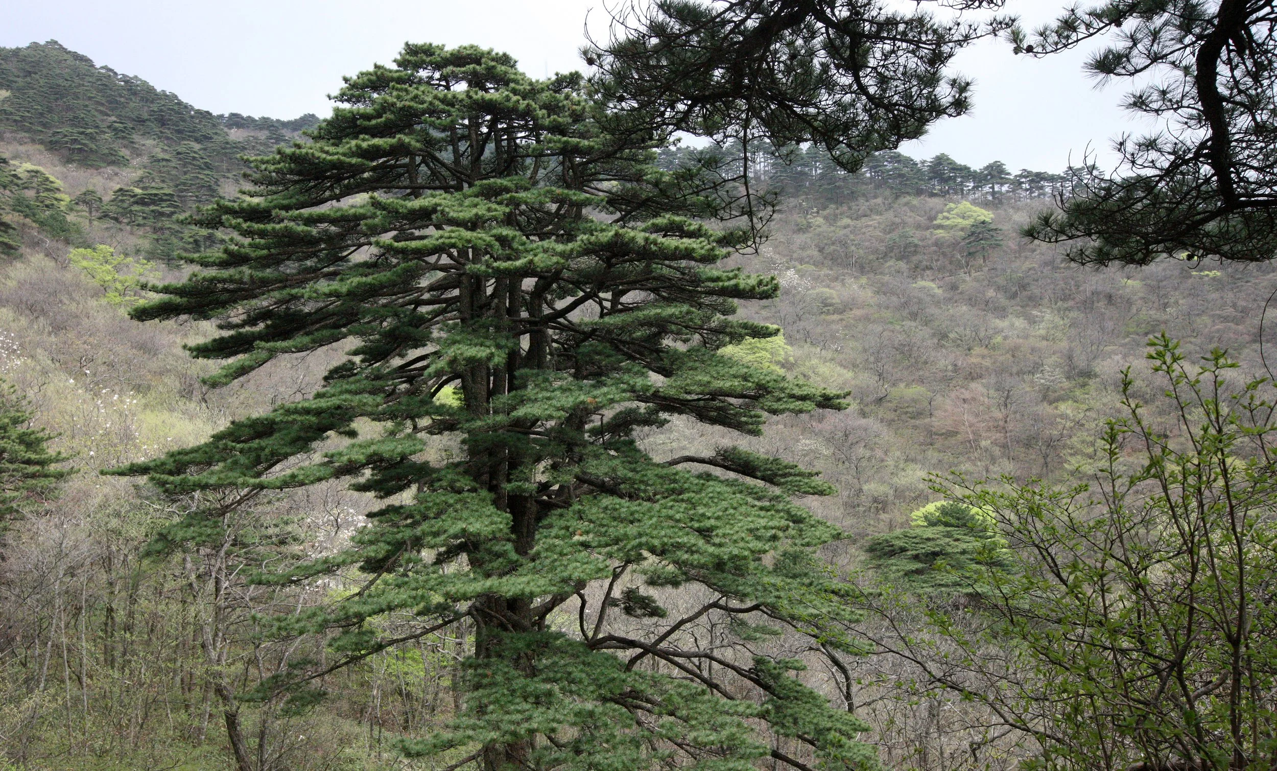 HUANGSHAN NATIONAL PARK ANHUI PROVINCE CHINA (99).JPG