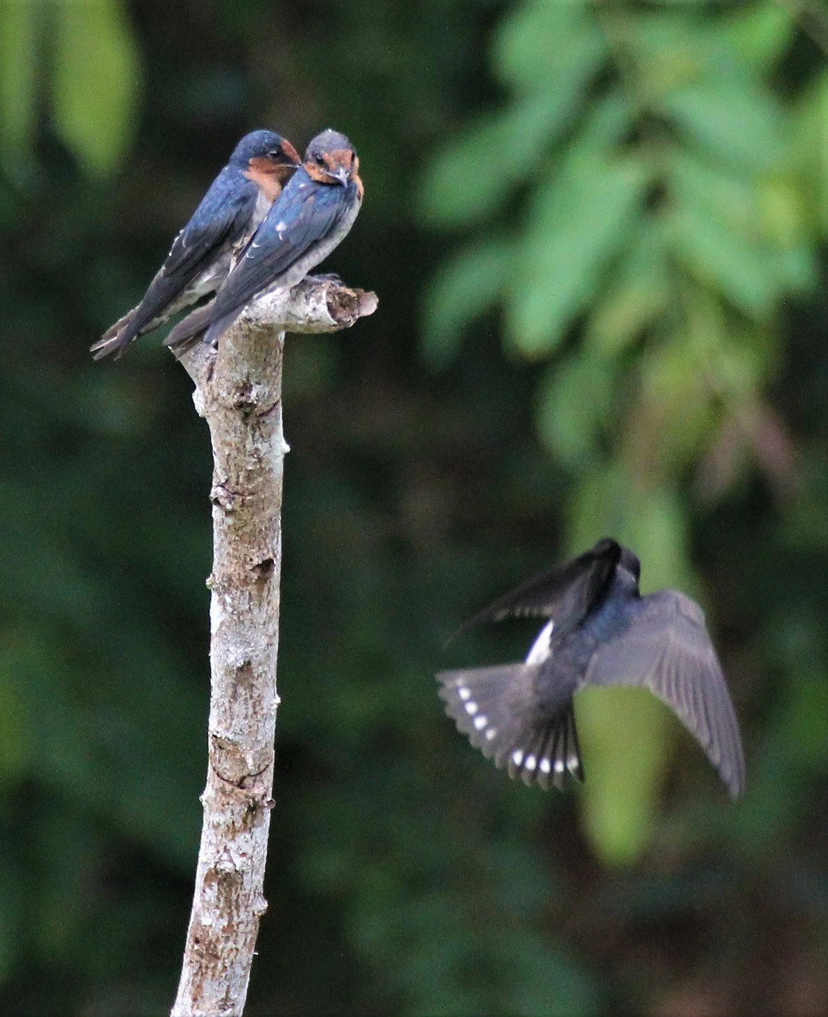Barn Swallow (Hirundo rustica) Ao Phang Nga NP Thailand (4).jpg