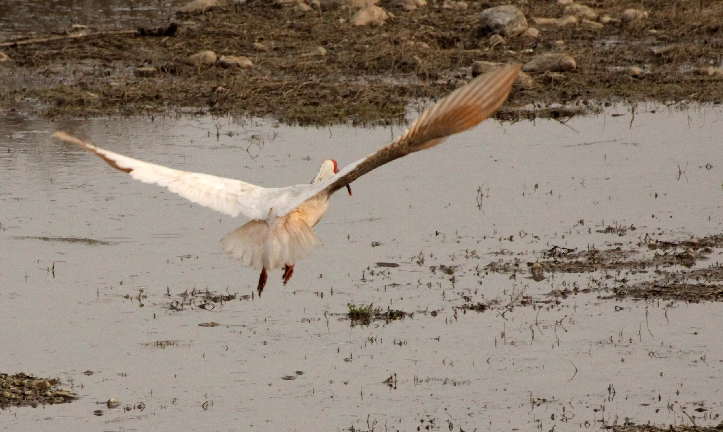 IBIS - CRESTED IBIS - Nipponia nippon - YANG COUNTY SHAANXI PROVINCE CHINA (81).JPG