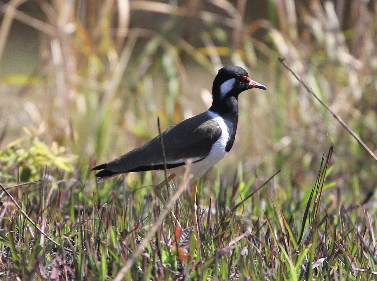 Red-wattled Lapwing (Vanellus indicus)
