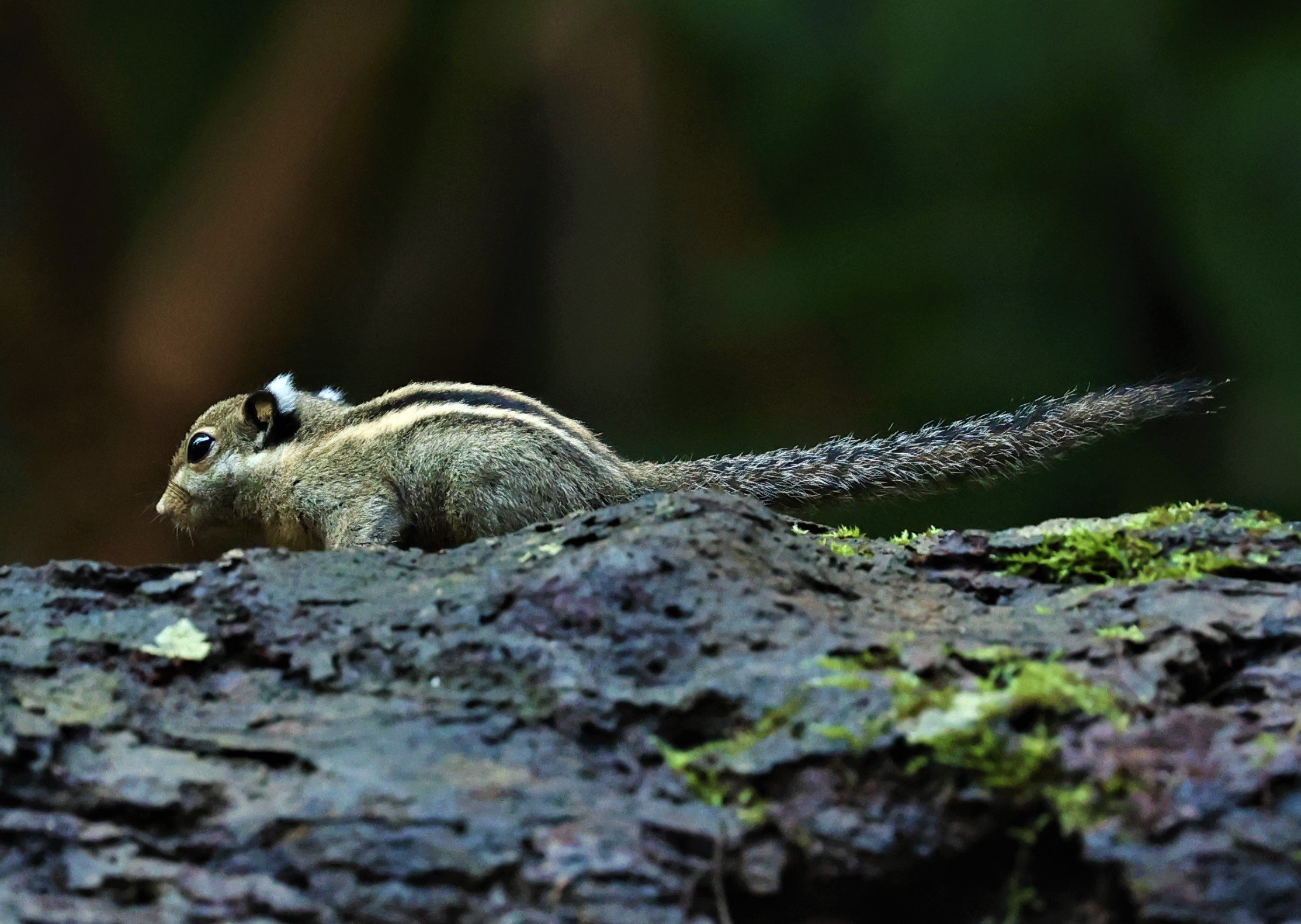 Tamiops mcclellandii - HIMALAYAN STRIPED SQUIRREL - BUKIT TINGGI MALAYSIA JUNE 2022 (12).jpg