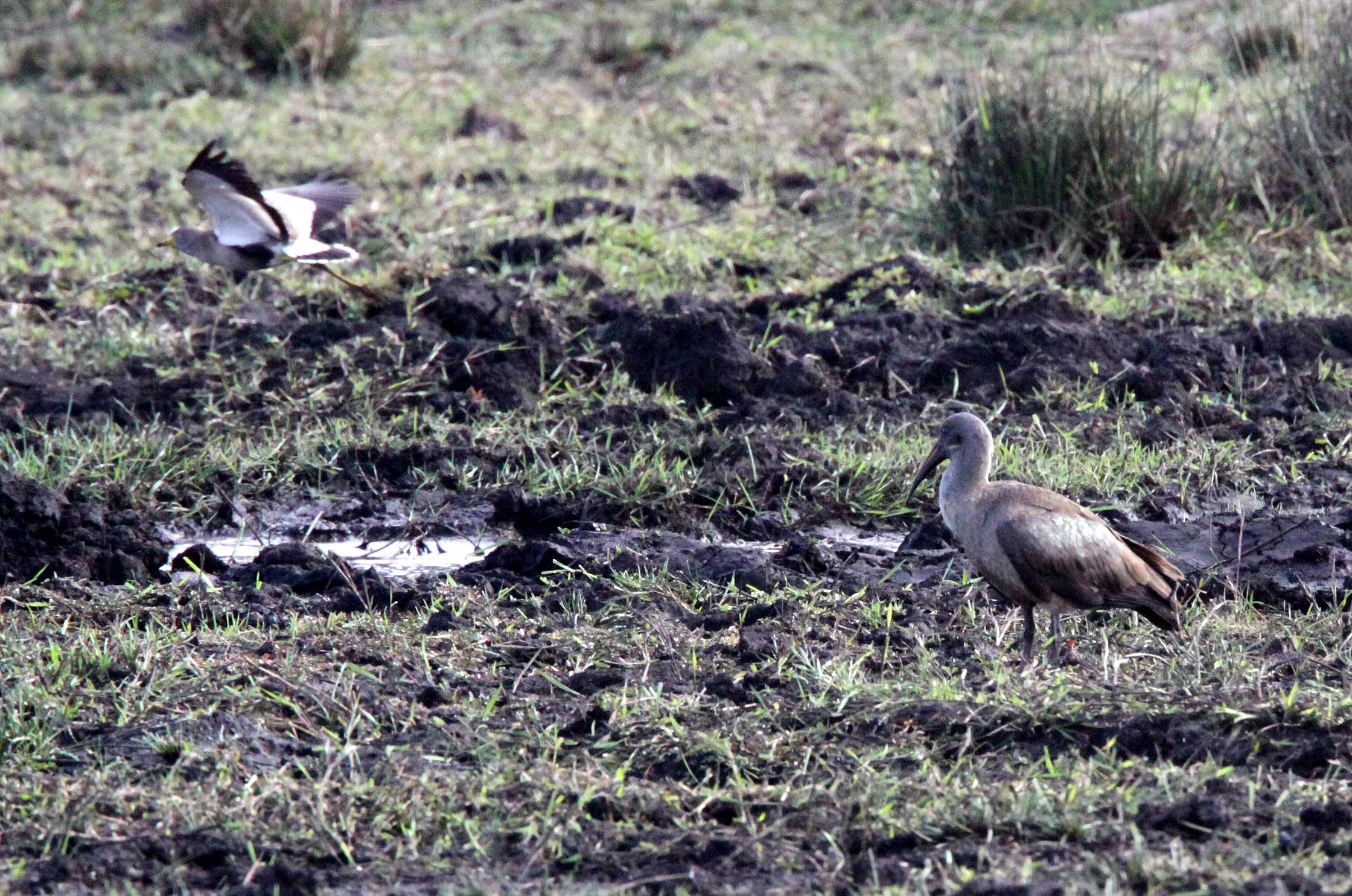 IBIS - HADADA IBIS - Bostrychia hagedash - SAINT LUCIA NATURE RESERVES SOUTH AFRICA (2).JPG