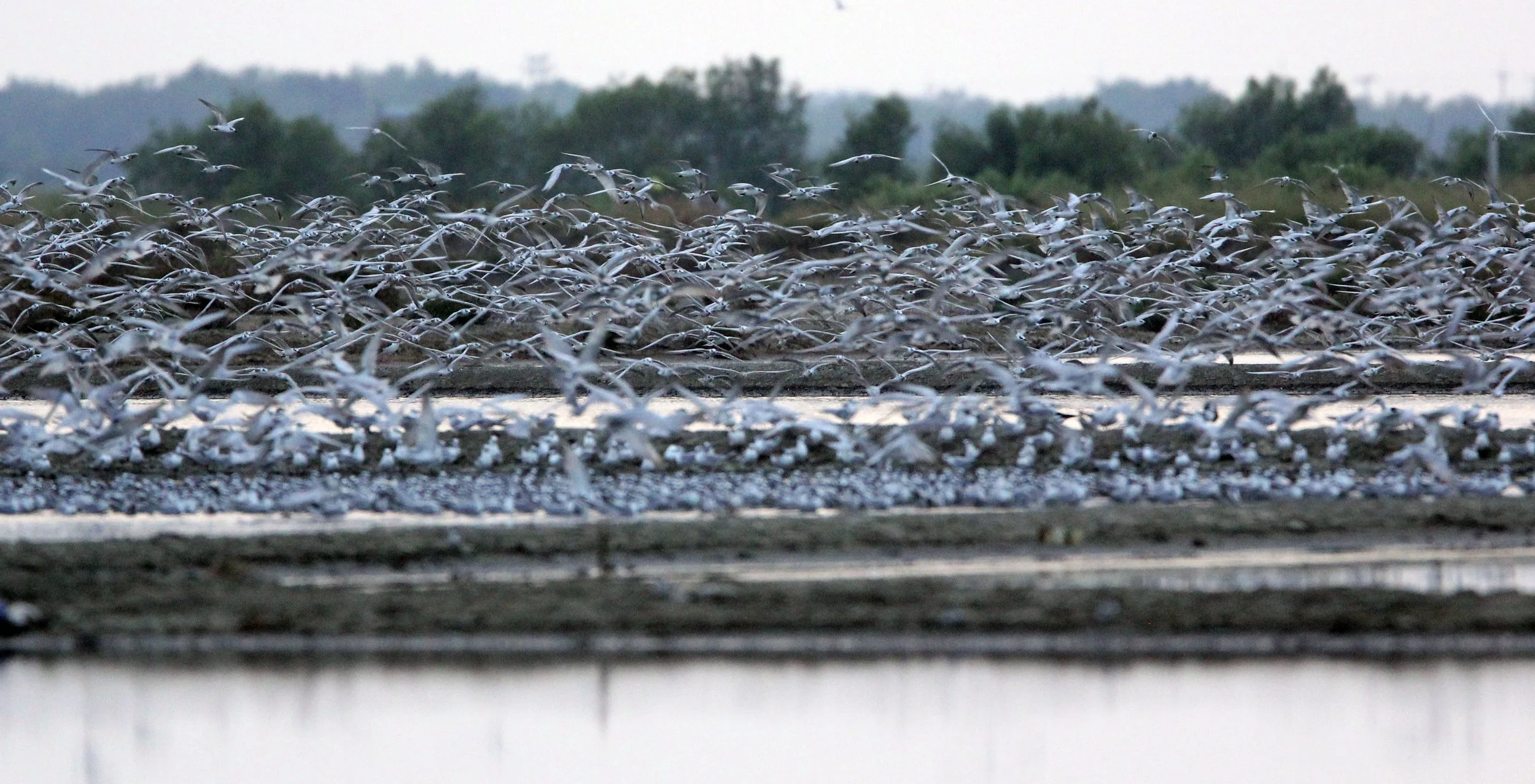 TERN - LITTLE TERN - Sterna albifrons - MIXED FLOCK - KOK KHAM MACHACHAI SALT PONDS - NEAR BANGKOK THAILAND (100).JPG
