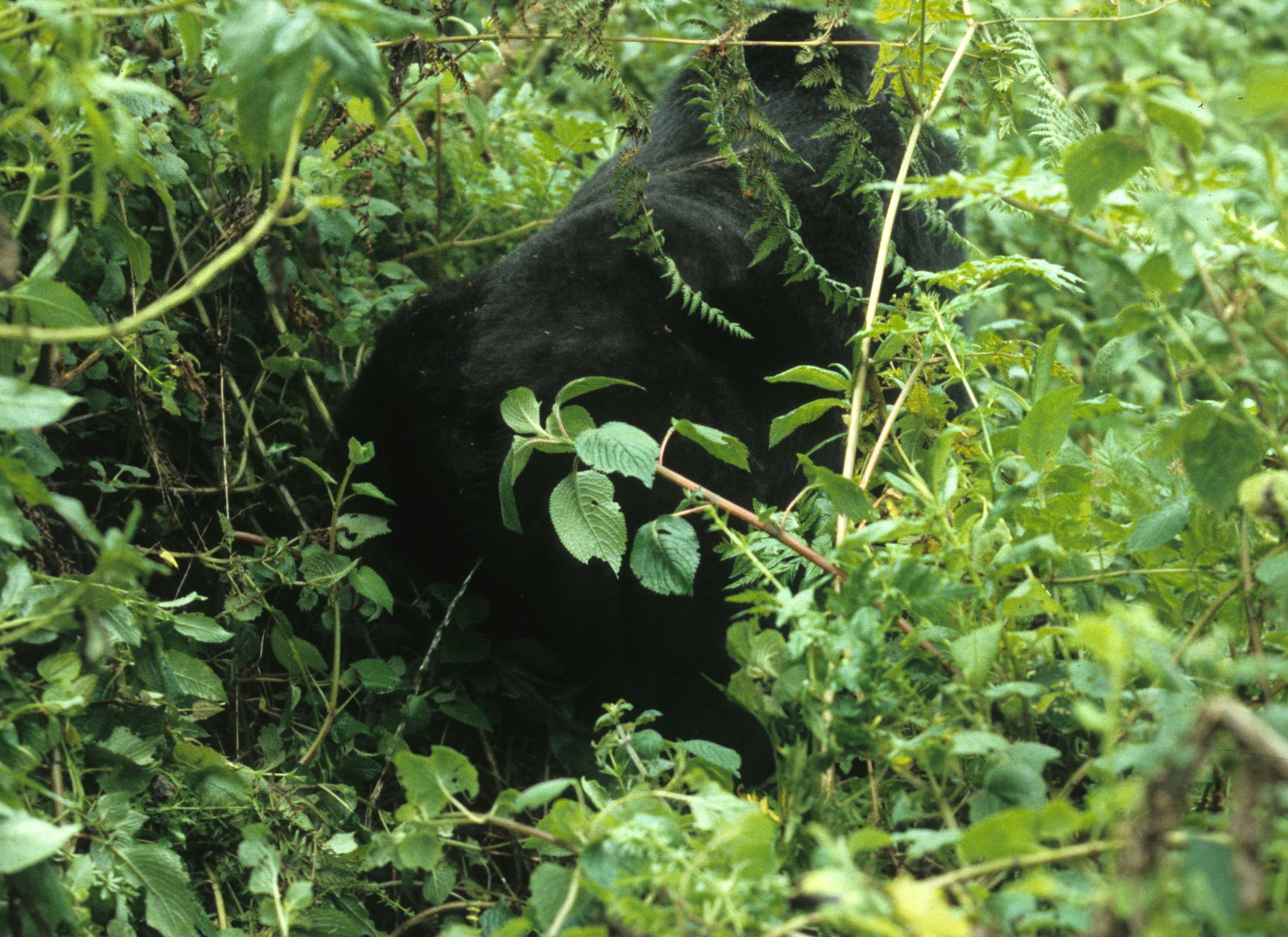 PRIMATE - GORILLA - PEE (2).jpg