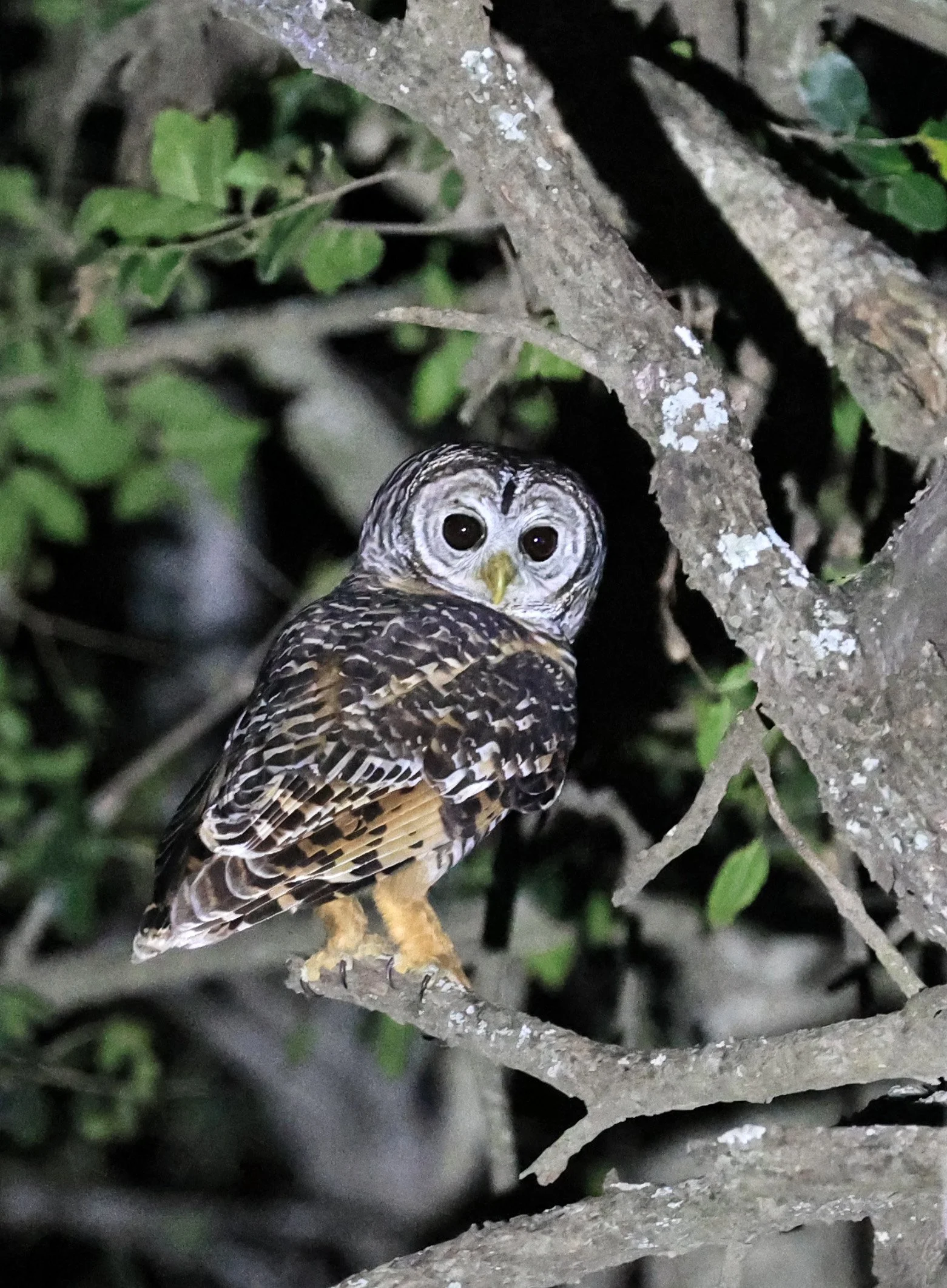 Chaco Owl (Strix chacoensis) Estancia Campo'í Paraguay (78).jpg