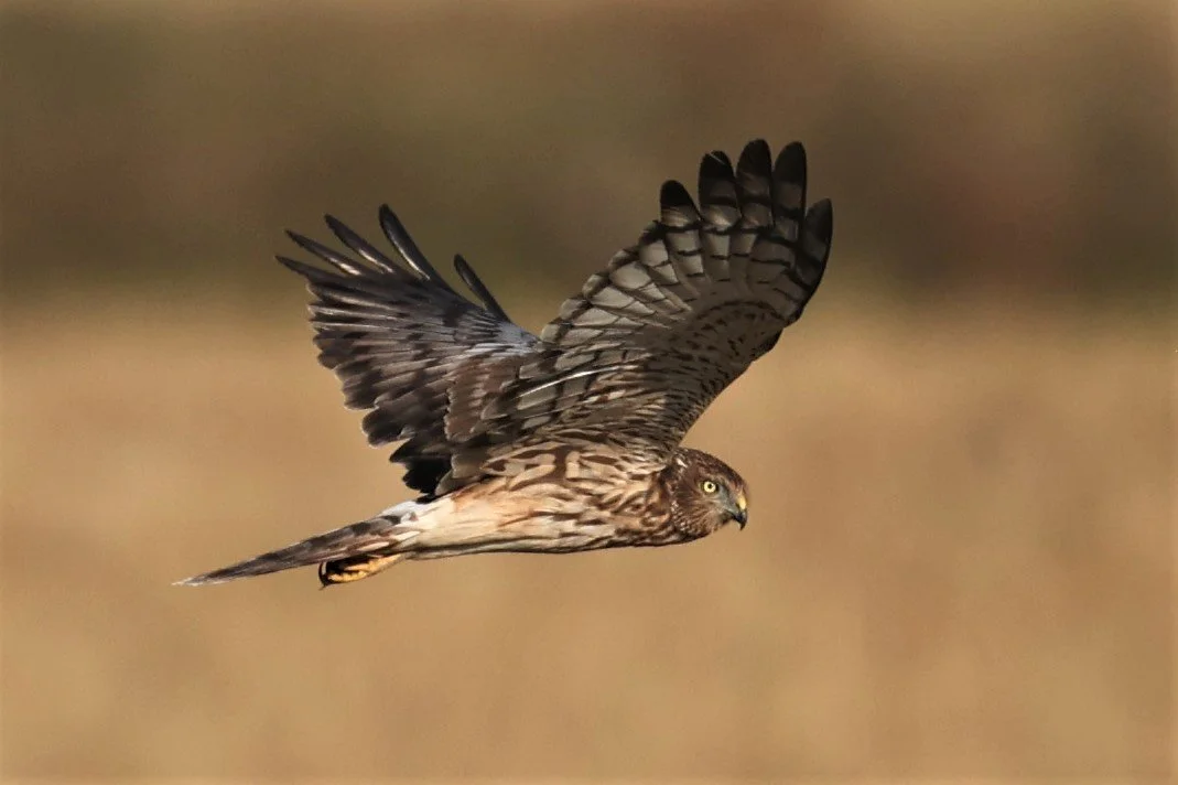 HARRIER - PIED HARRIER - Circus melanoleucos - PATHUM THANI RICE RESEARCH CENTER 11 DEC 2021 (16).jpg