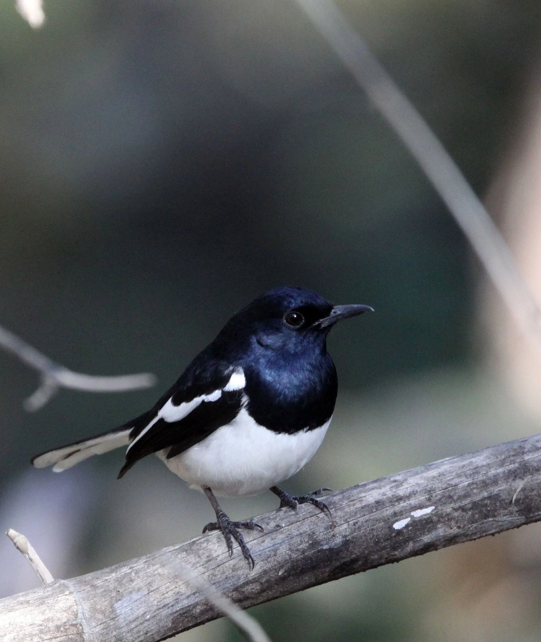 BIRD - ROBIN - ORIENTAL MAGPIE ROBIN - SOMCHAT GUJARAT INDIA (4).JPG