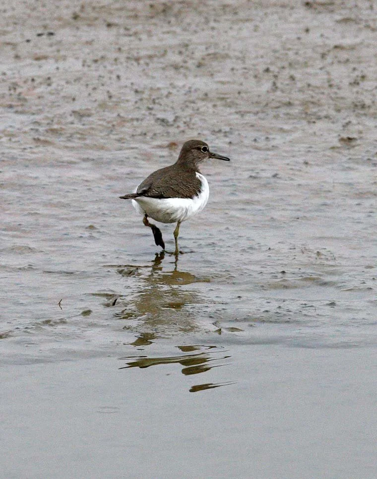BIRD - SANDPIPER - COMMON SANDPIPER- YANCHENG CHINA (18).JPG