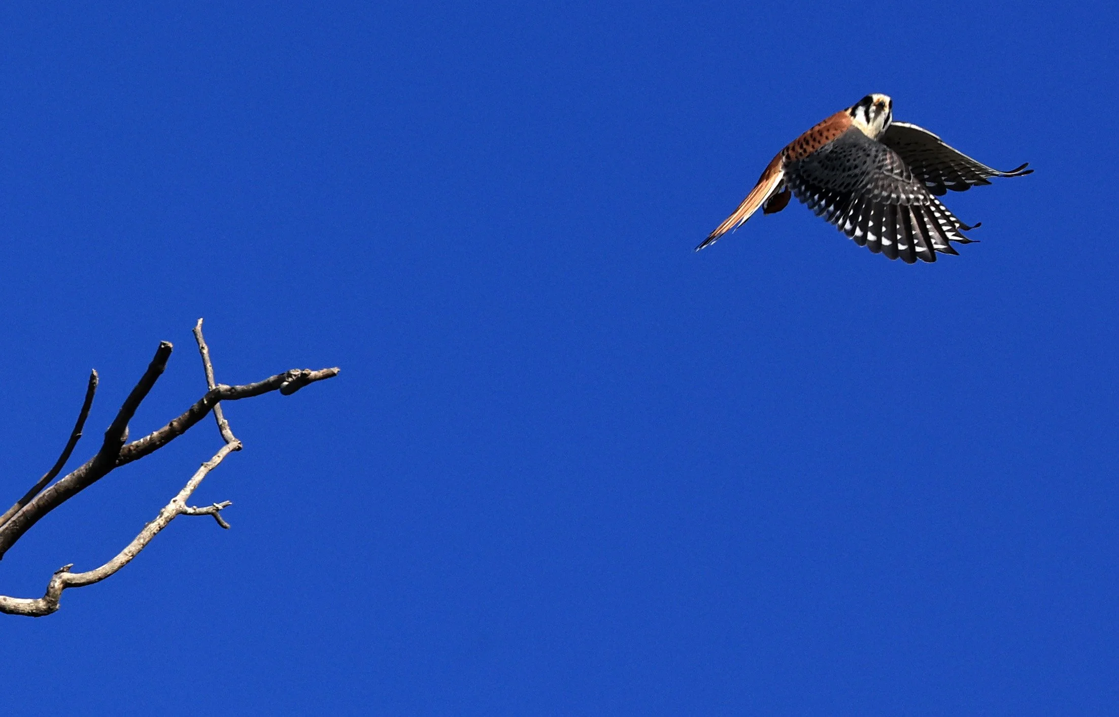 American Kestrel (Falco sparverius) Fortin Toledo Paraguay (14).jpg