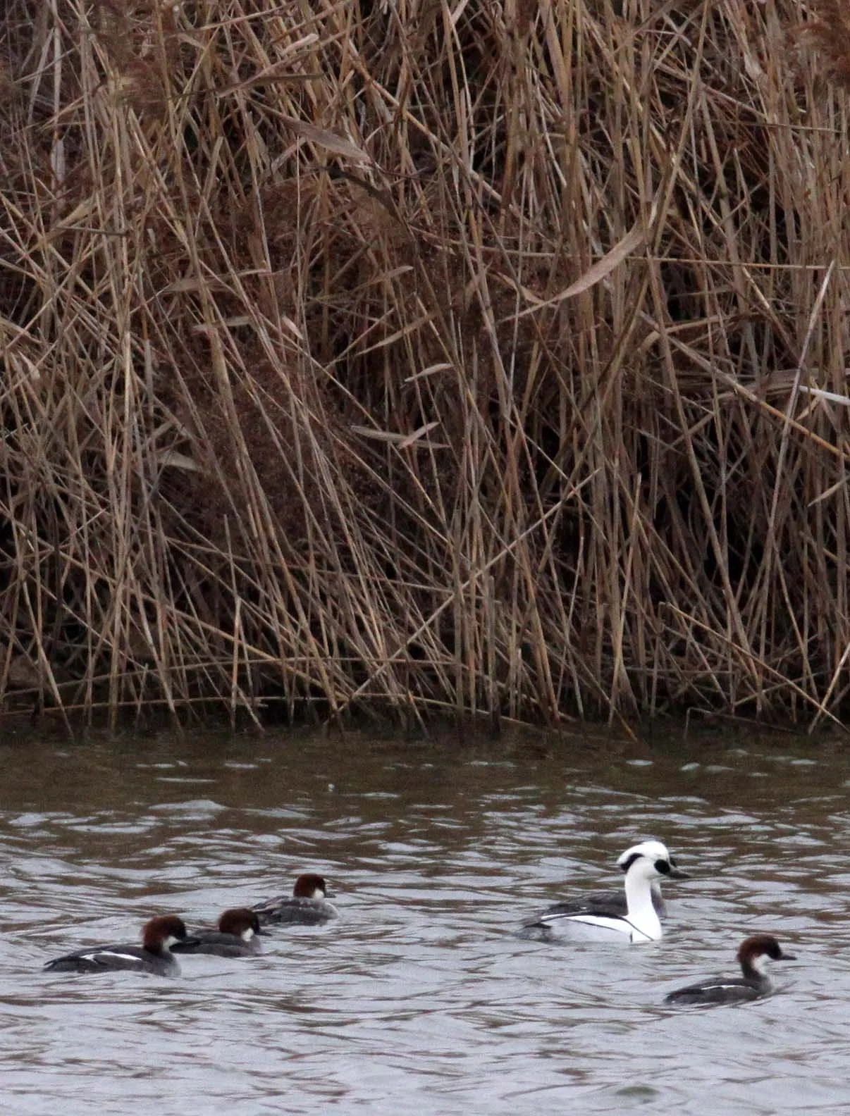 SMEW - Mergellus albellus - YANCHENG CHINA (14).JPG