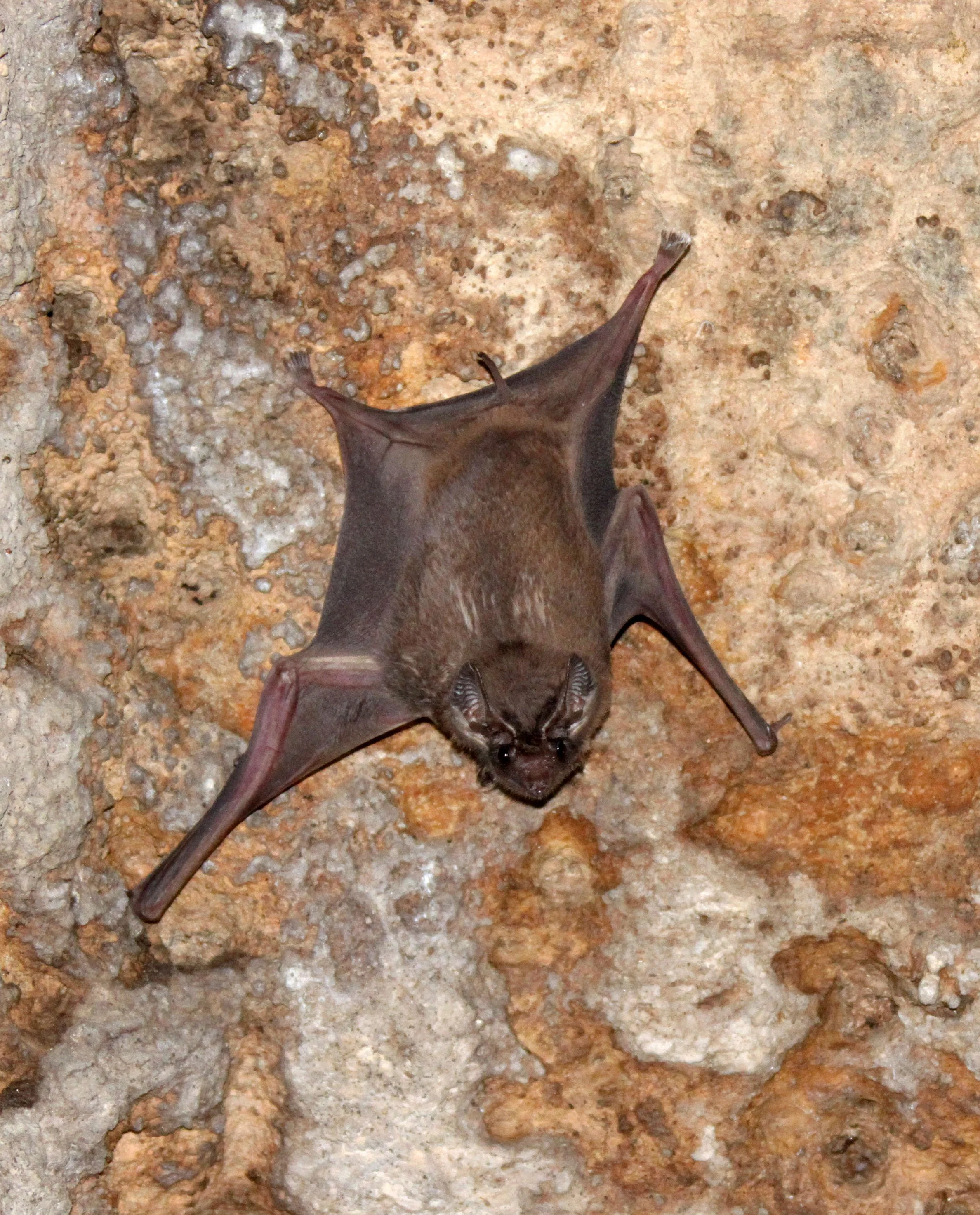 Taphozous theobaldi - THEOBOLD'S TOMB BAT - SIGIRIYA SOMEWHERE (4).JPG