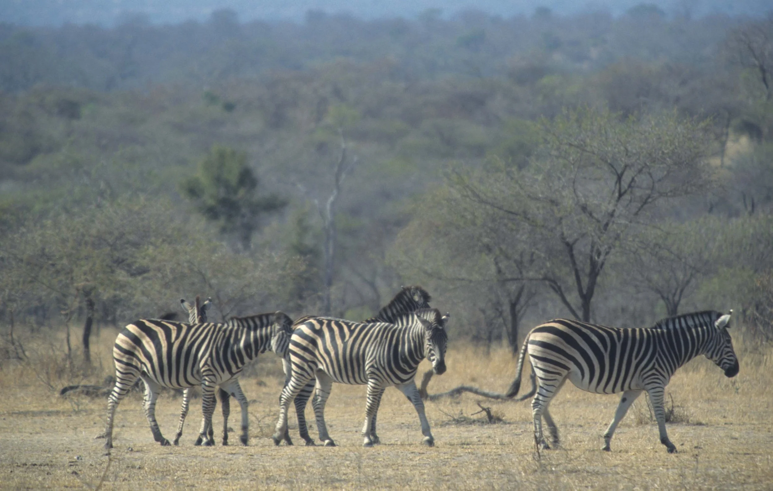 EQUIN - ZEBRA - BURCHELLS - KRUGER (6).jpg