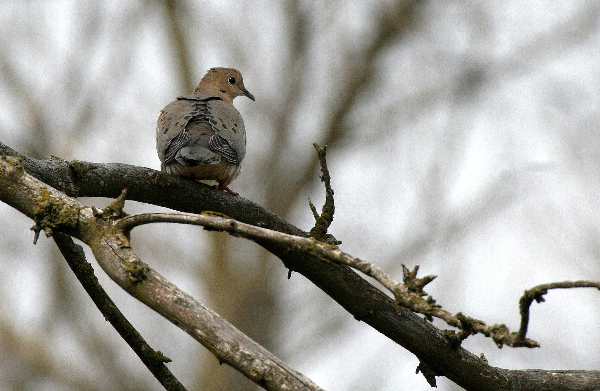 Mourning Dove (Zenaida macroura) Pratt's Wayne Woods Illinois (1).JPG