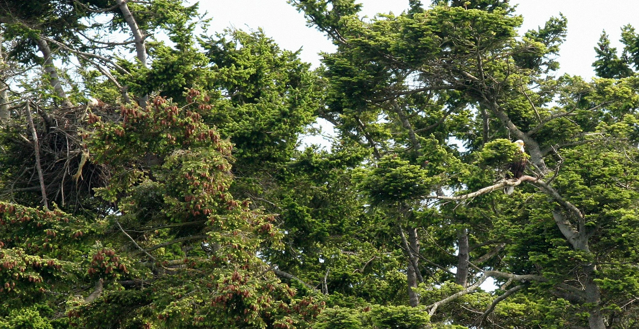 Haliaeetus leucocephalus - AMERICAN BALD EAGLE - WITH NEST SAN JUAN ISLANDS.JPG