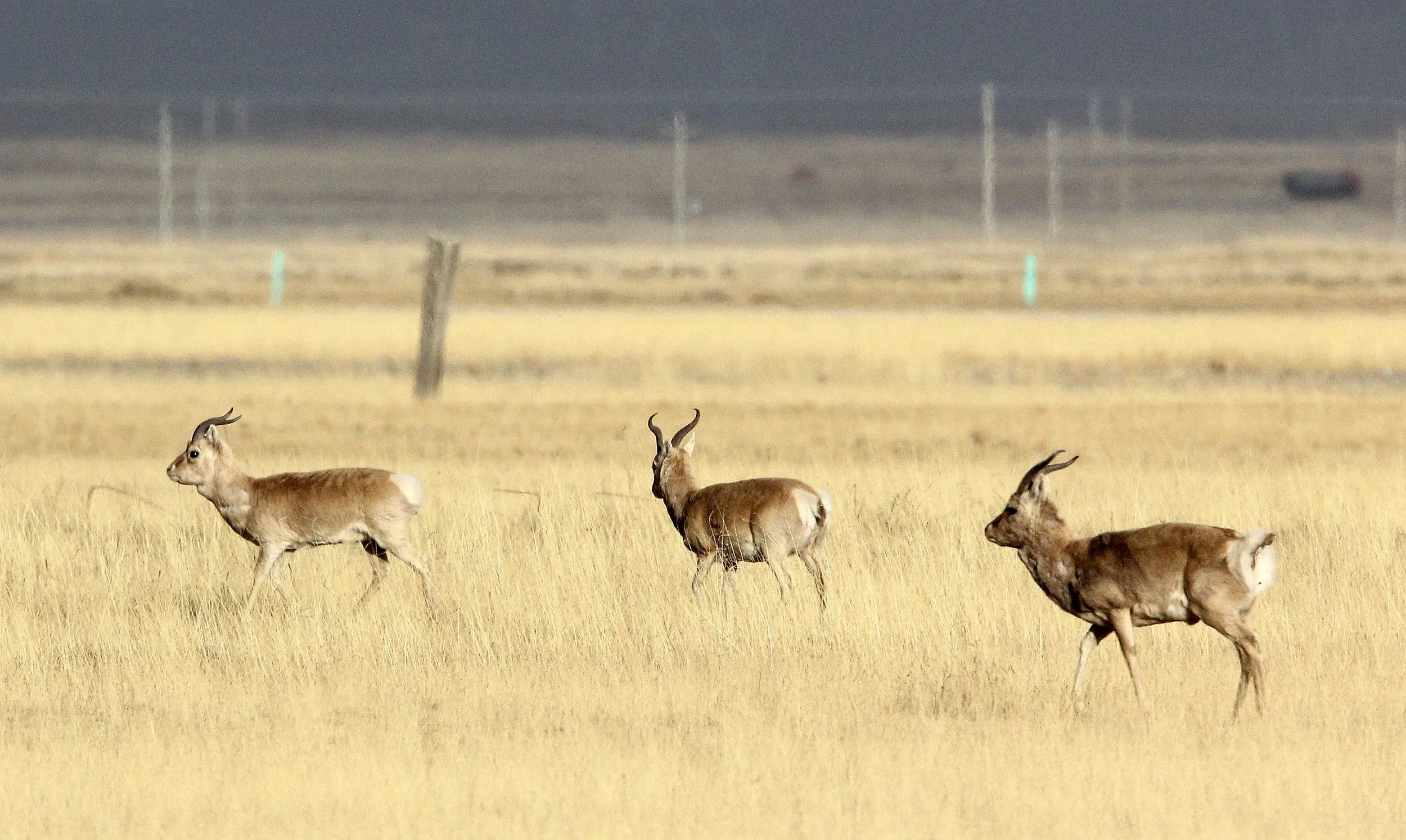 GAZELLE - PRZEWALSKI'S GAZELLE - Procapra przewalskii - QINGHAI LAKE CHINA (82).JPG