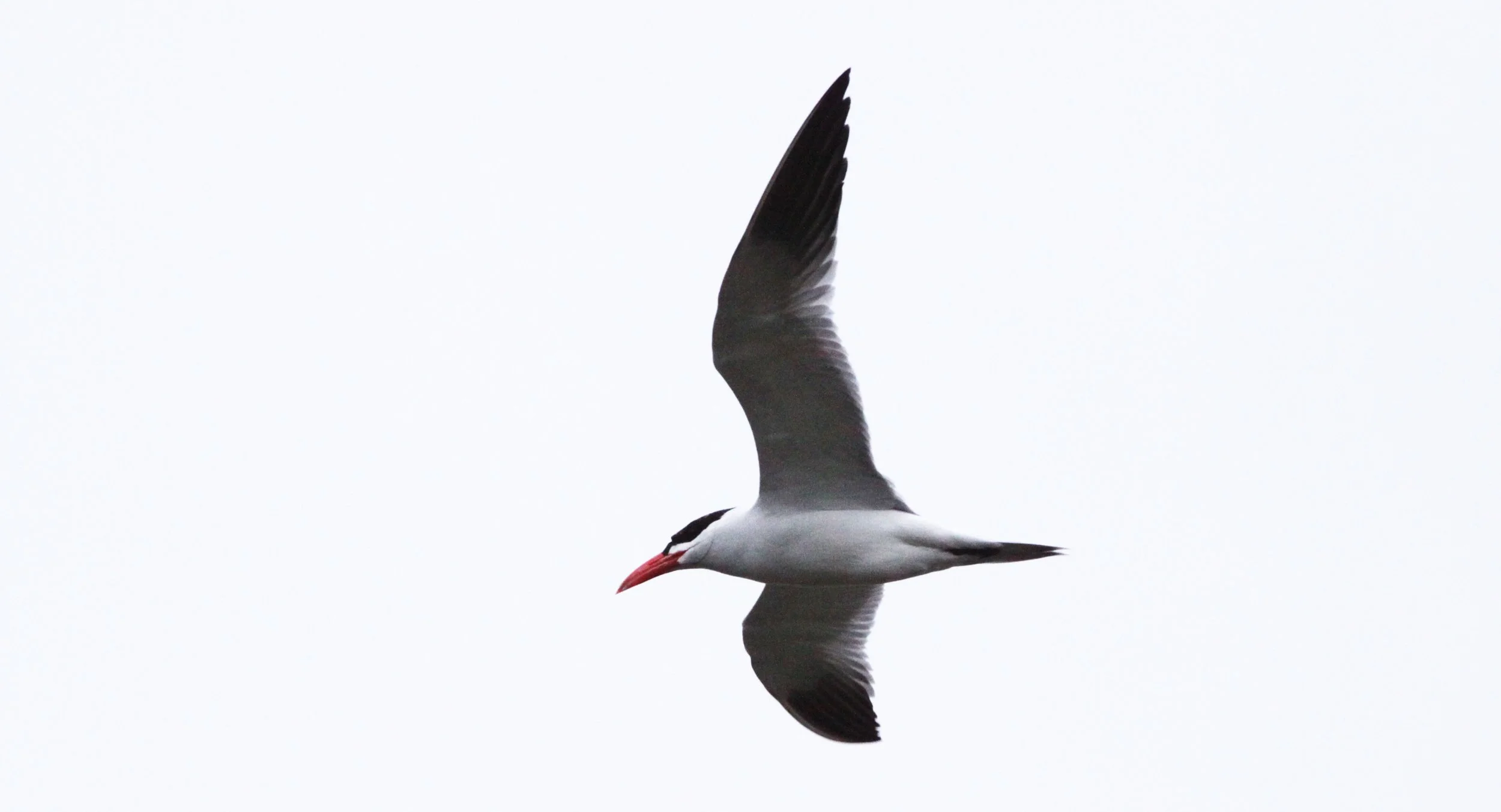 BIRD - TERN - CASPIAN TERN - STERNA CASPIA - DE HOOP RESERVE SOUTH AFRICA (3).JPG