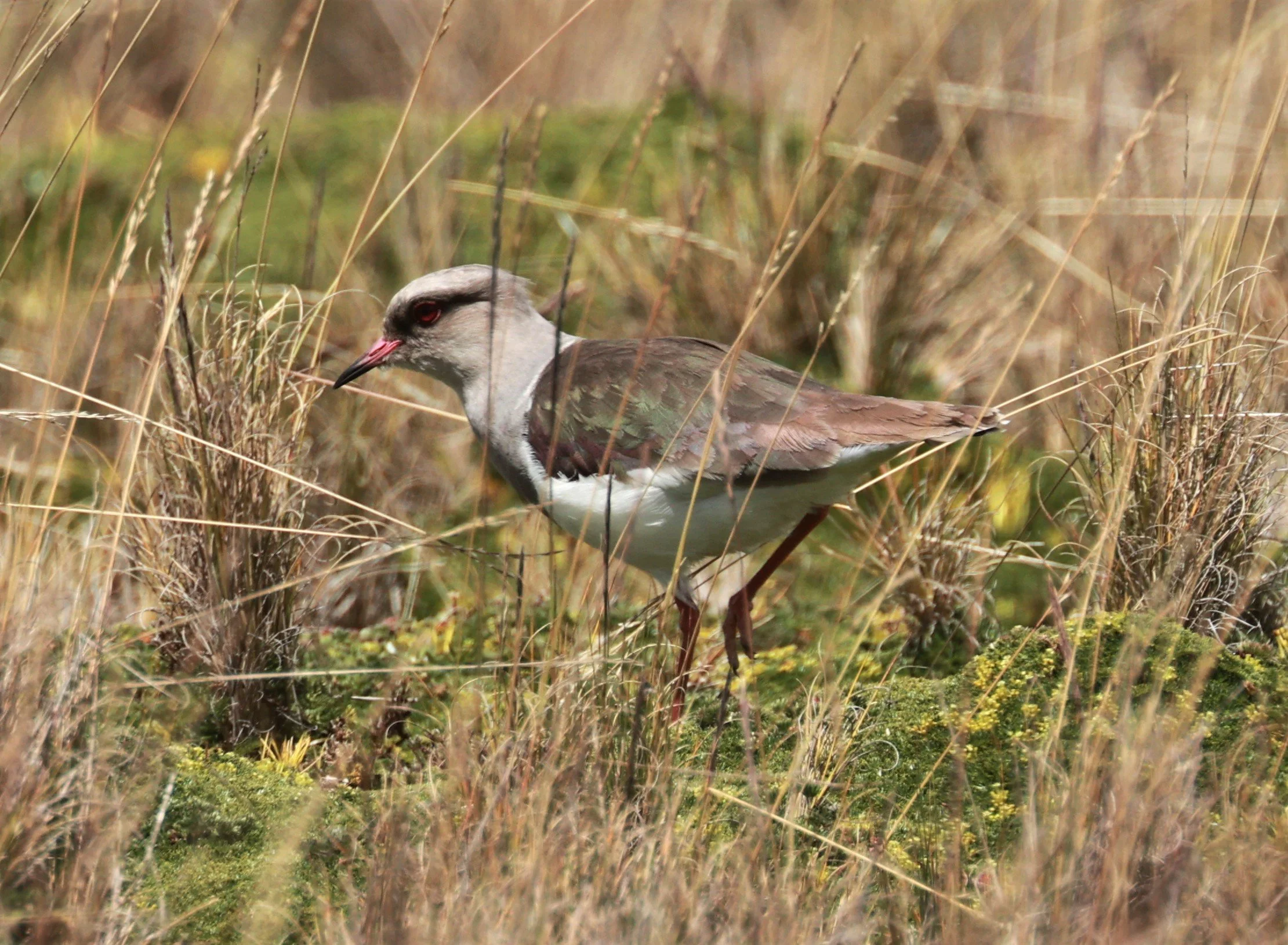 Lapwing - Andean Lapwing - Vanellus resplendens - Antisana National Park, Eastern Andes Ecuador (29).jpg