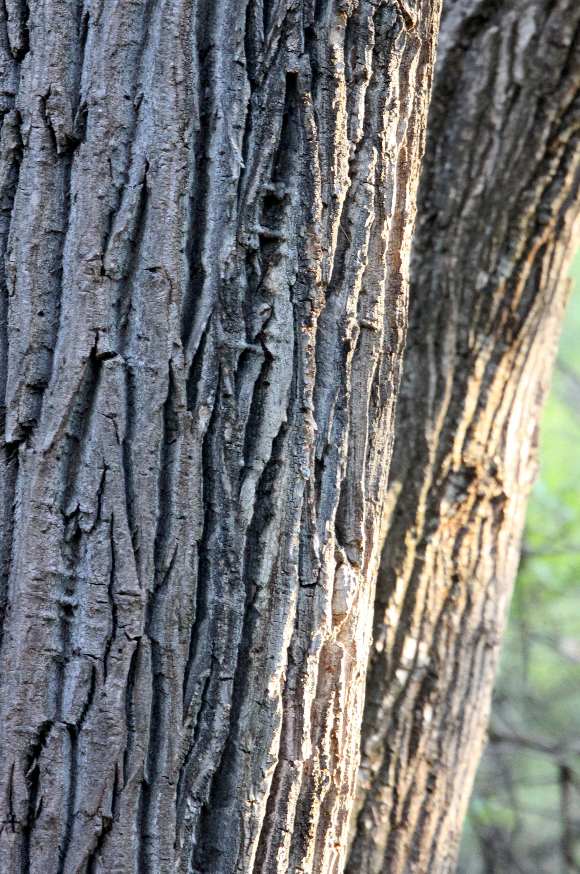 SALICACEAE - POPULUS SPECIES - COTTONWOOD - PINNACLES NATIONAL MONUMENT CALIFORNIA.JPG