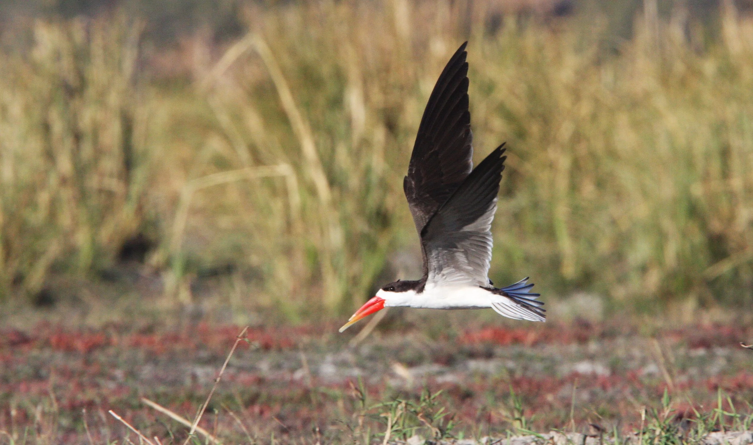 BIRD - SKIMMER - AFRICAN SKIMMER - CHOBE NATIONAL PARK BOTSWANA (10).JPG