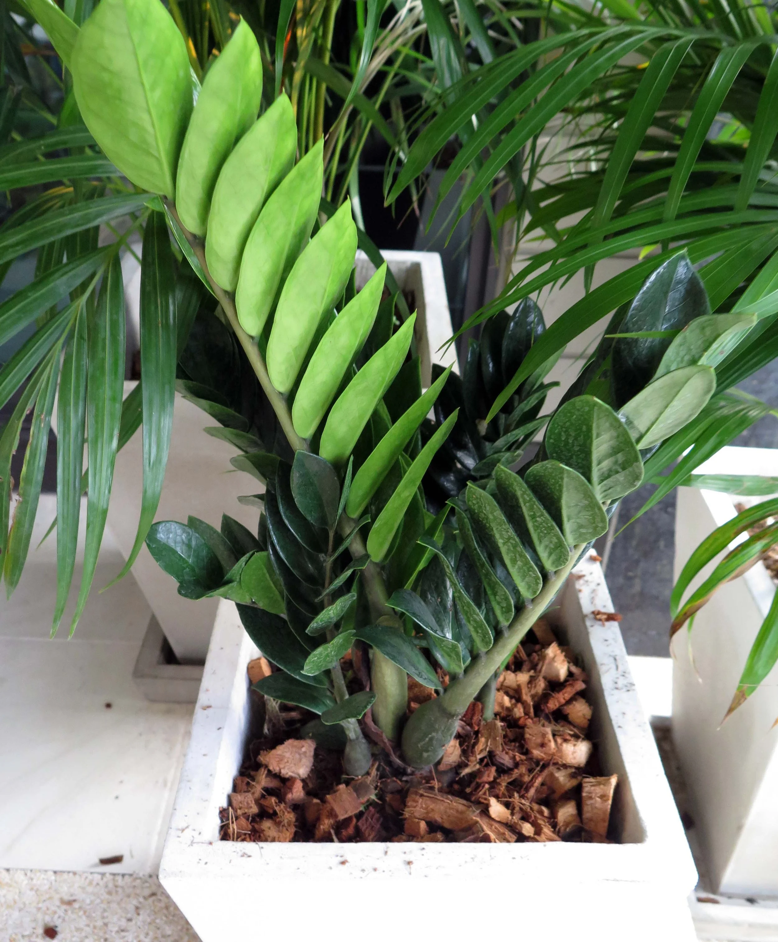 2013 Nonthaburi Setthasiri House and Nonthaburi Neighborhood (181).JPG