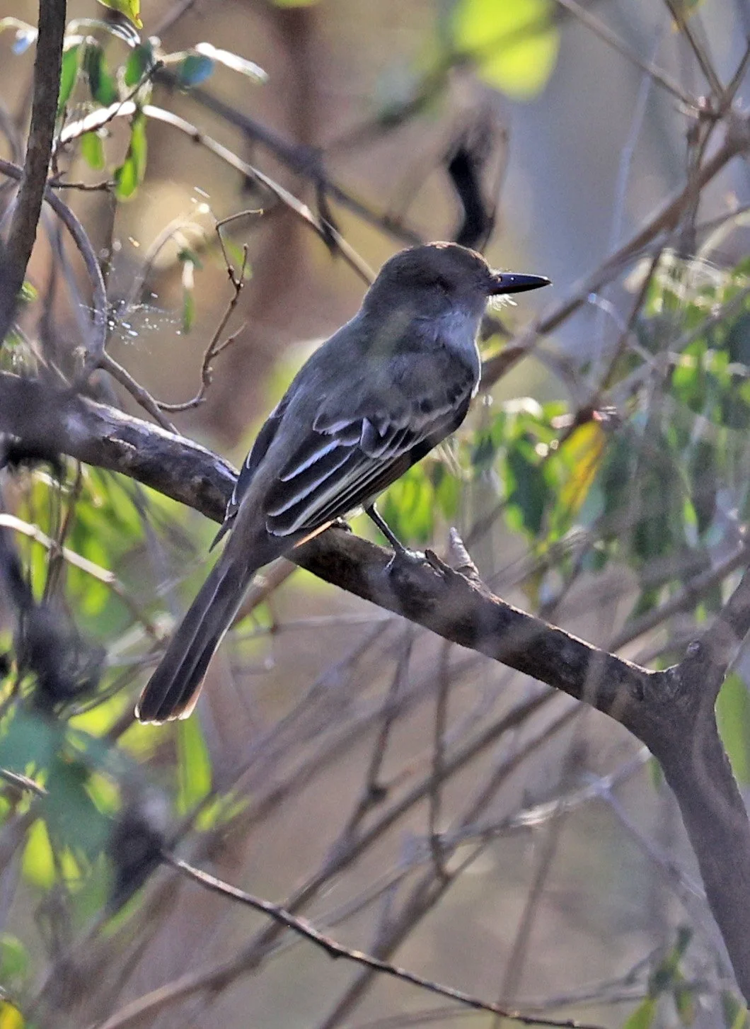 Brown-crested Flycatcher (Myiarchus tyrannulus) Agua Dulce Paraguay
