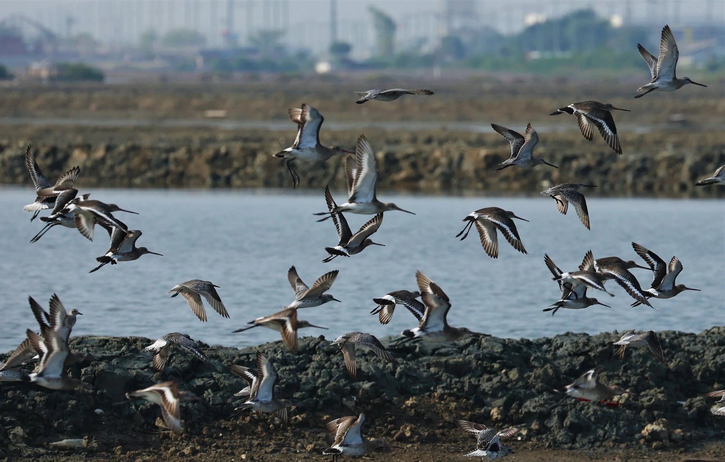 GODWIT - BLACK-TAILED GODWITS - Limosa limosa - WITH ASIAN GODWITS - PAK THALE SALT PONDS MARCH 2022 (14).jpg