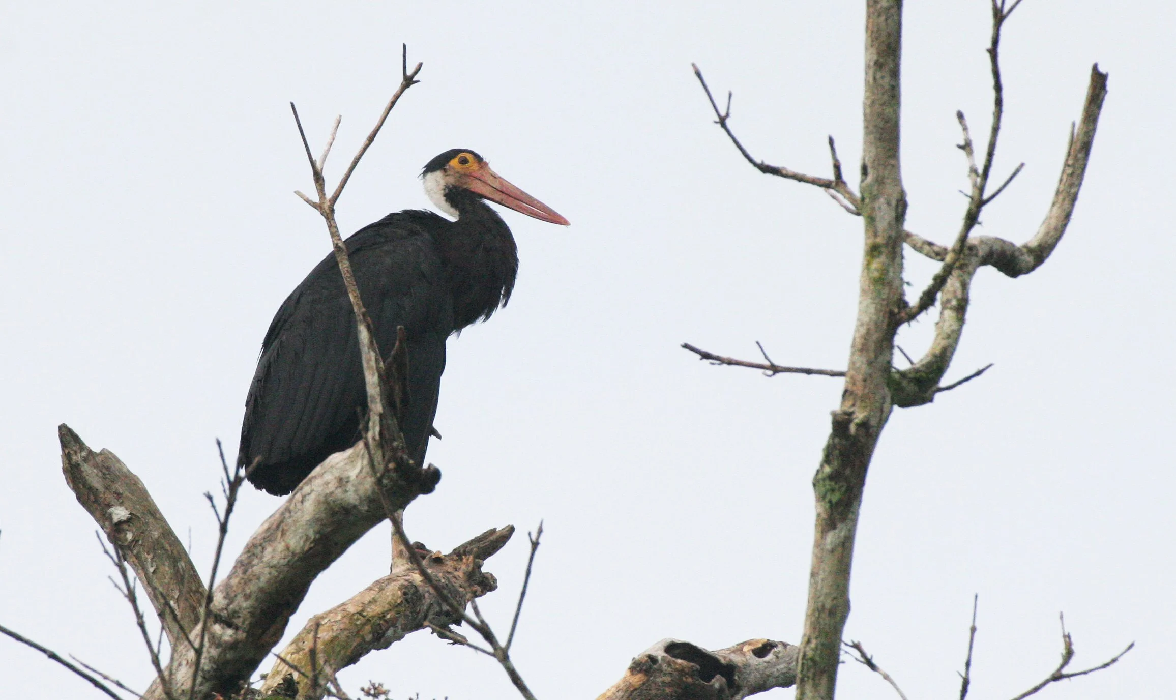 STORK - STORM'S STORK - Ciconia stormi - KINABATANGAN RIVER BORNEO (23).JPG