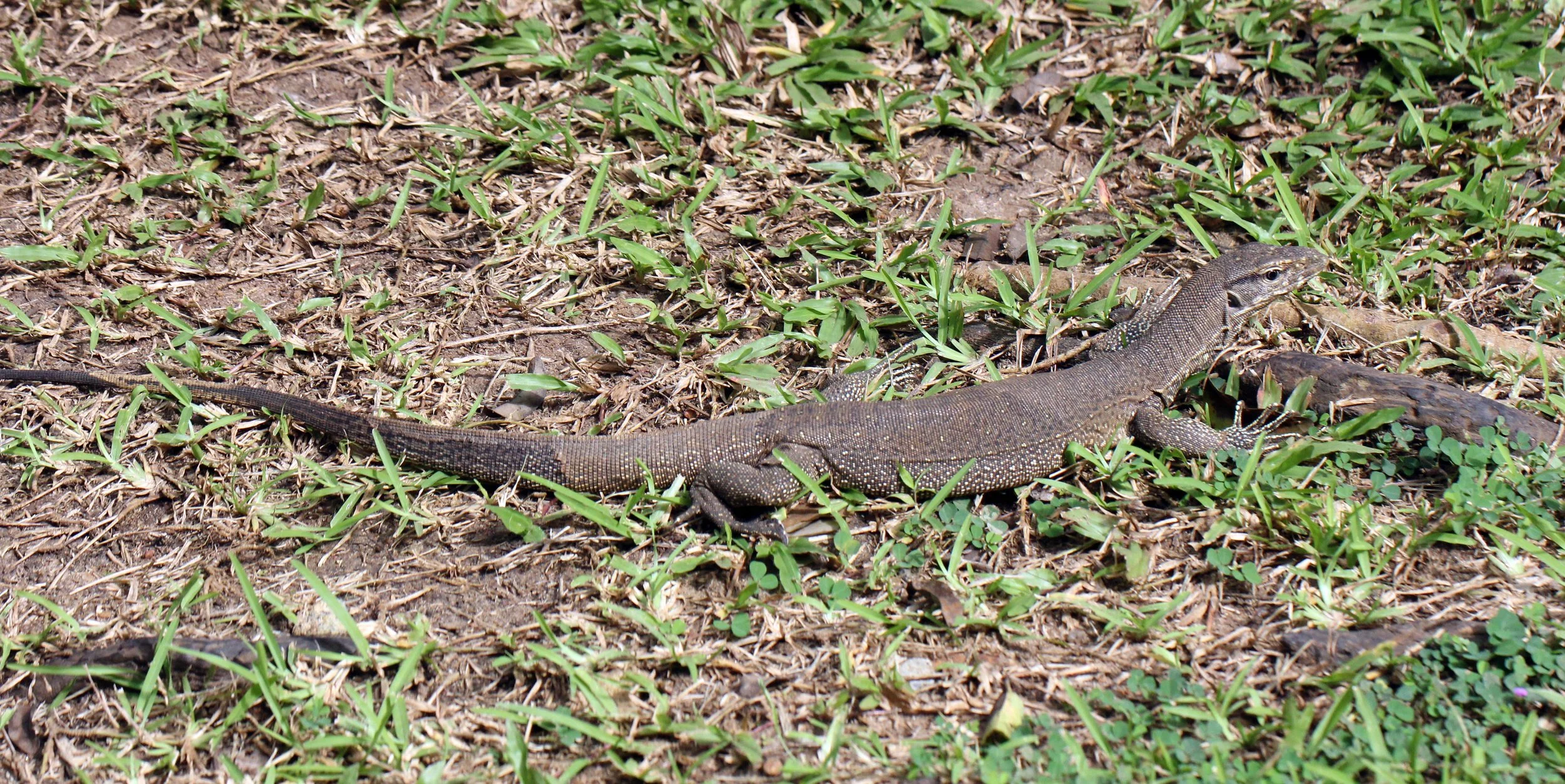 Varanus bengalensis - BENGAL MONITOR LIZARD - SIGIRIYA FOREST AND FORTRESS AREA SRI LANKA - PHOTO BY SOM SMITH (23).JPG