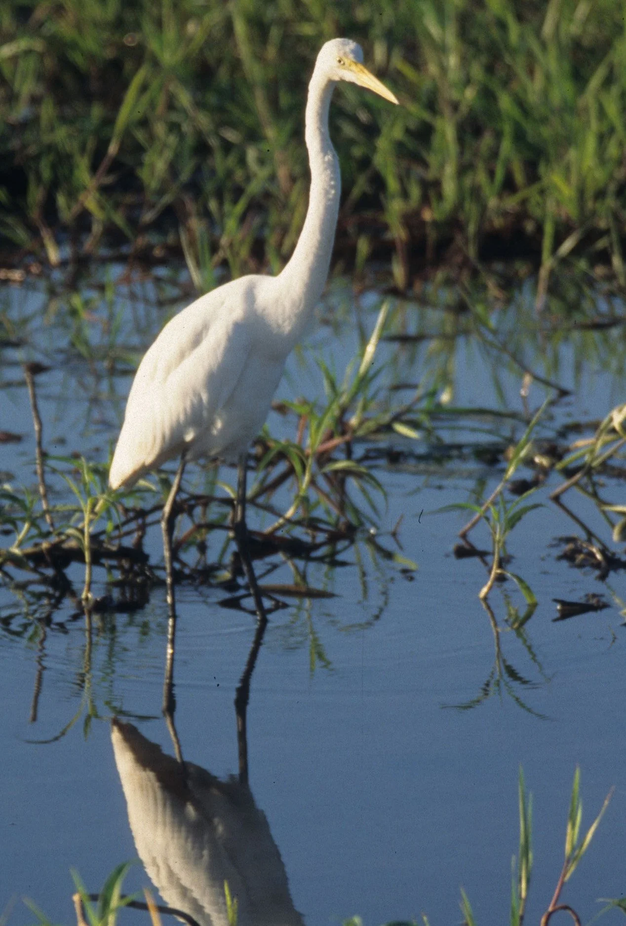 BIRD - EGRET - GREAT EGRET - KAKADU NP1.jpg