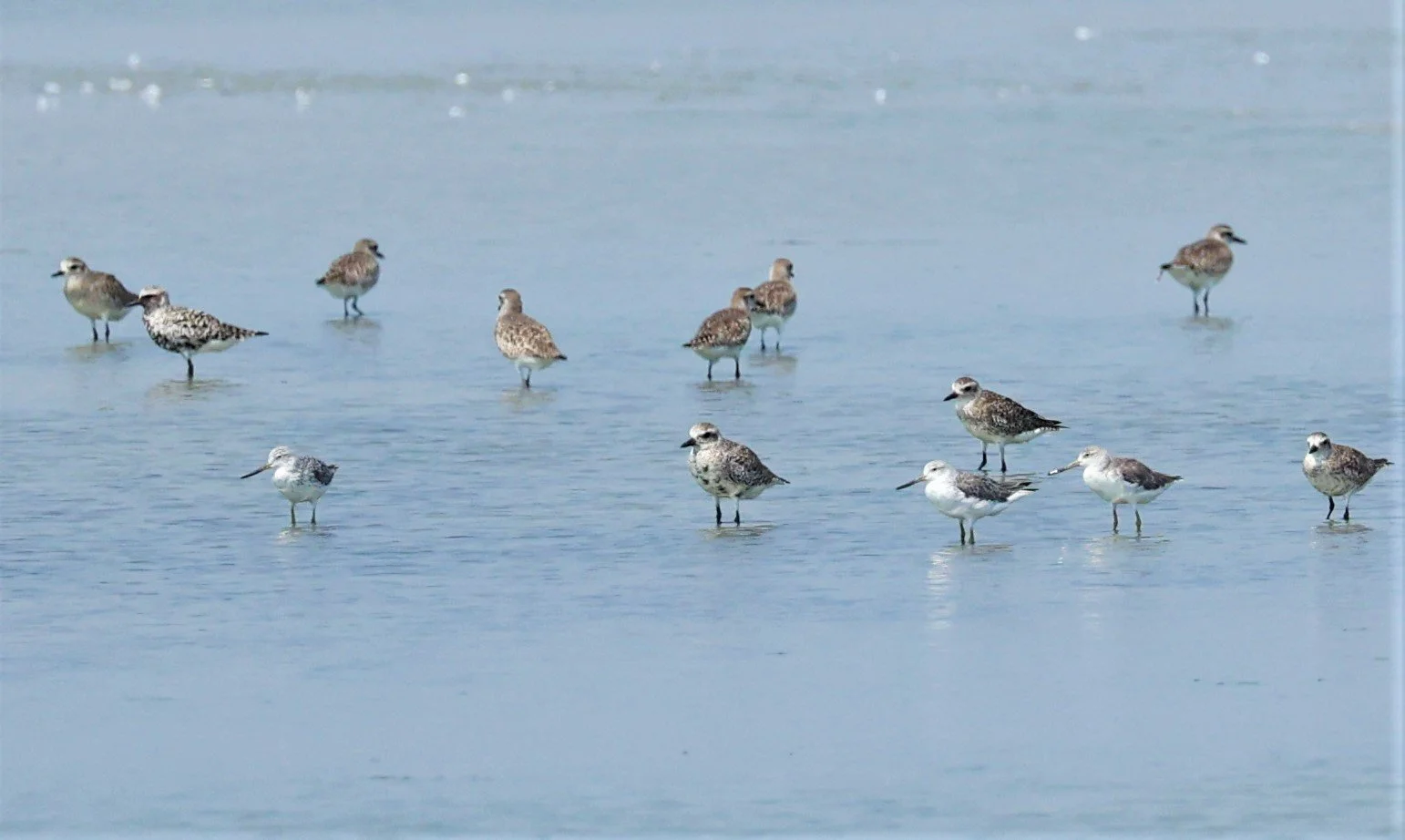 GREENSHANK - NORDMANN'S GREENSHANK - Tringa guttifer - COMMON GREENSHANK GREY PLOVER - PAK THALE SALT PONDS MARCH 2022 (9).jpg