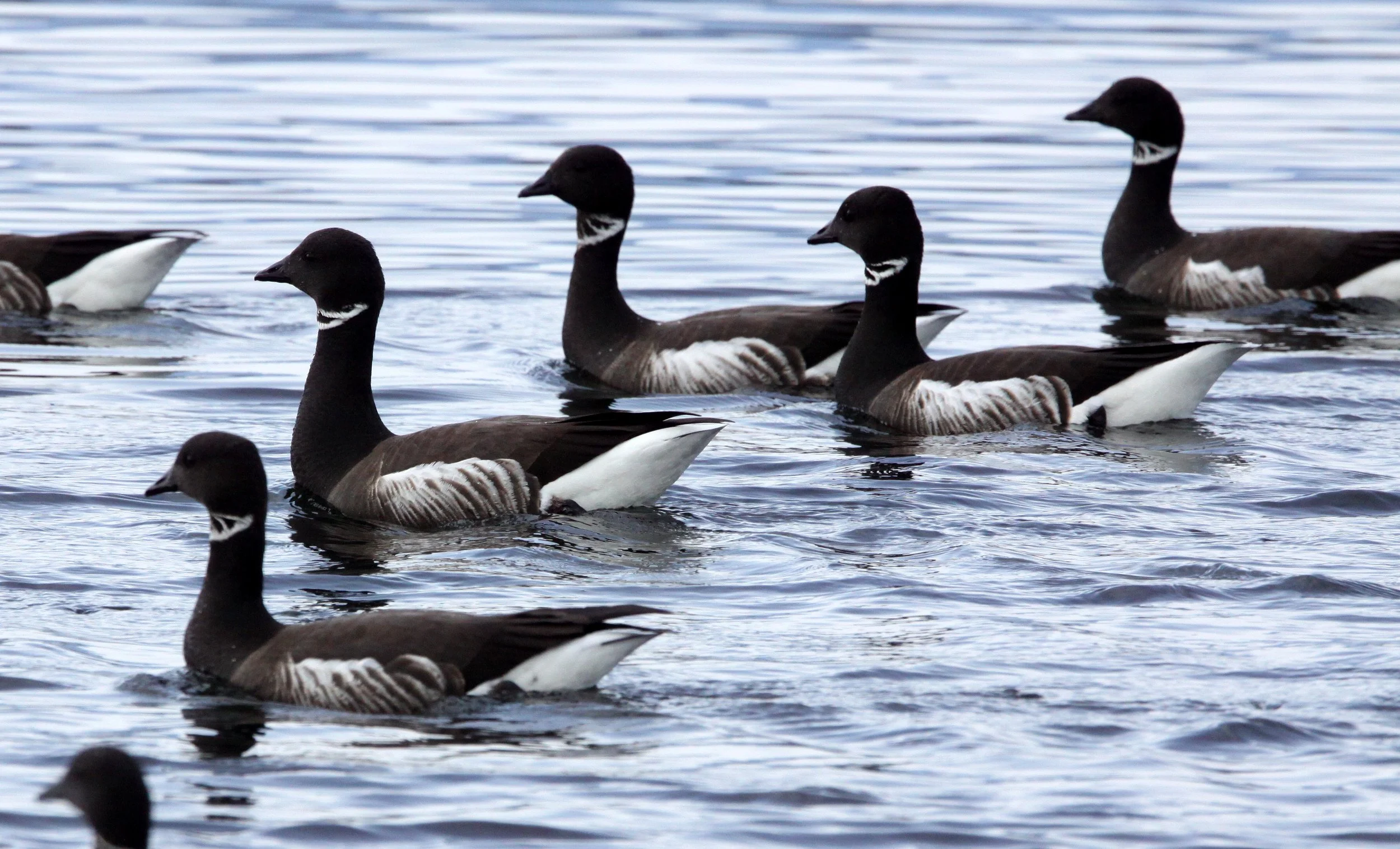 BIRD - GOOSE - BRANDT GOOSE - PA HARBOR WA (6).JPG