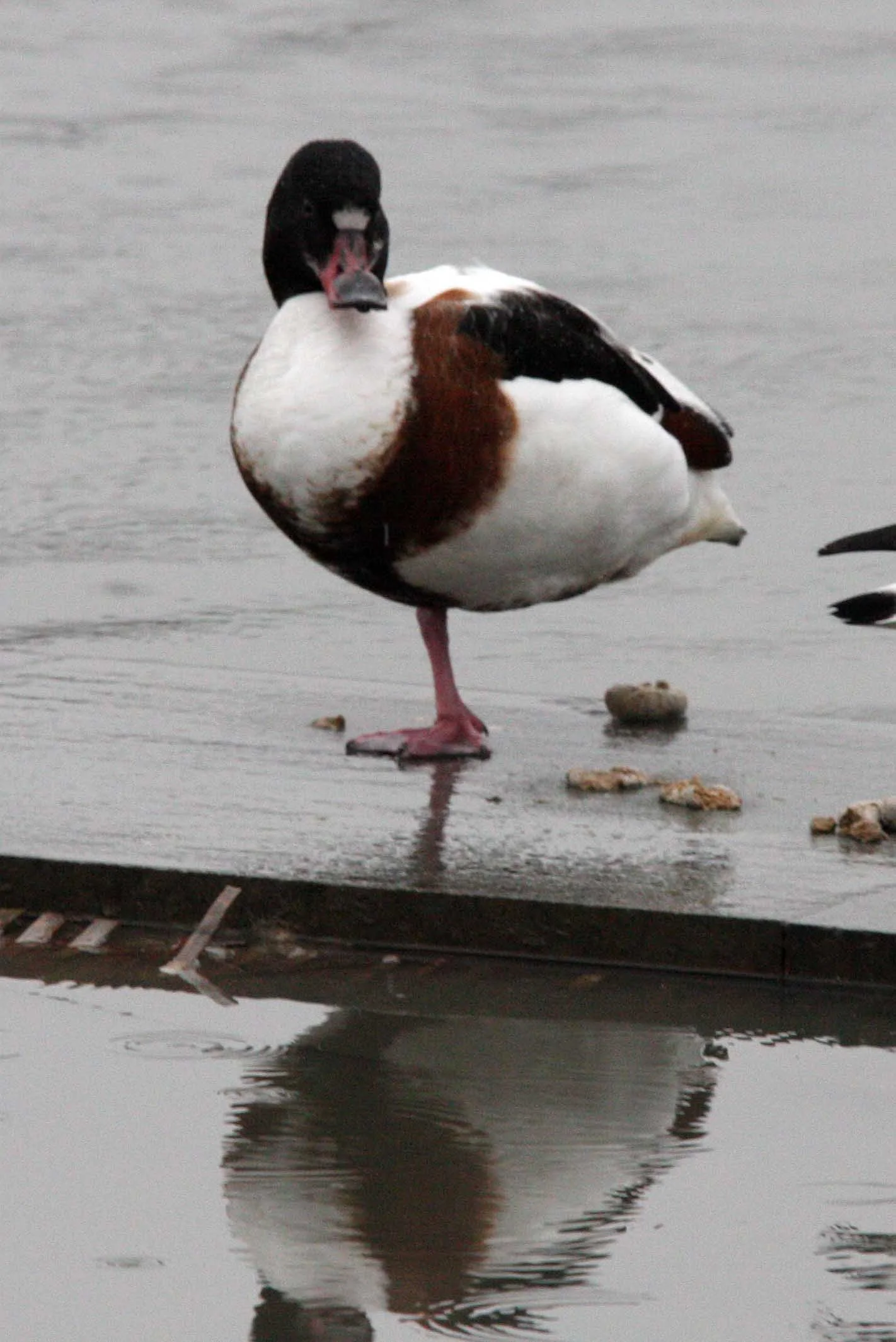 SHELDUCK - COMMON SHELDUCK - Tadorna tadorna - TONGJI UNIVERSTIY PONDS SHANGHAI CHINA (2).JPG