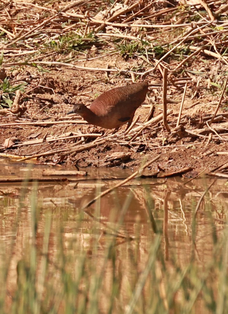 Tinamou - Small-billed Tinamou - Crypturellus parvirostris - Porto Alegre Lodge, Pantanal (7).jpg