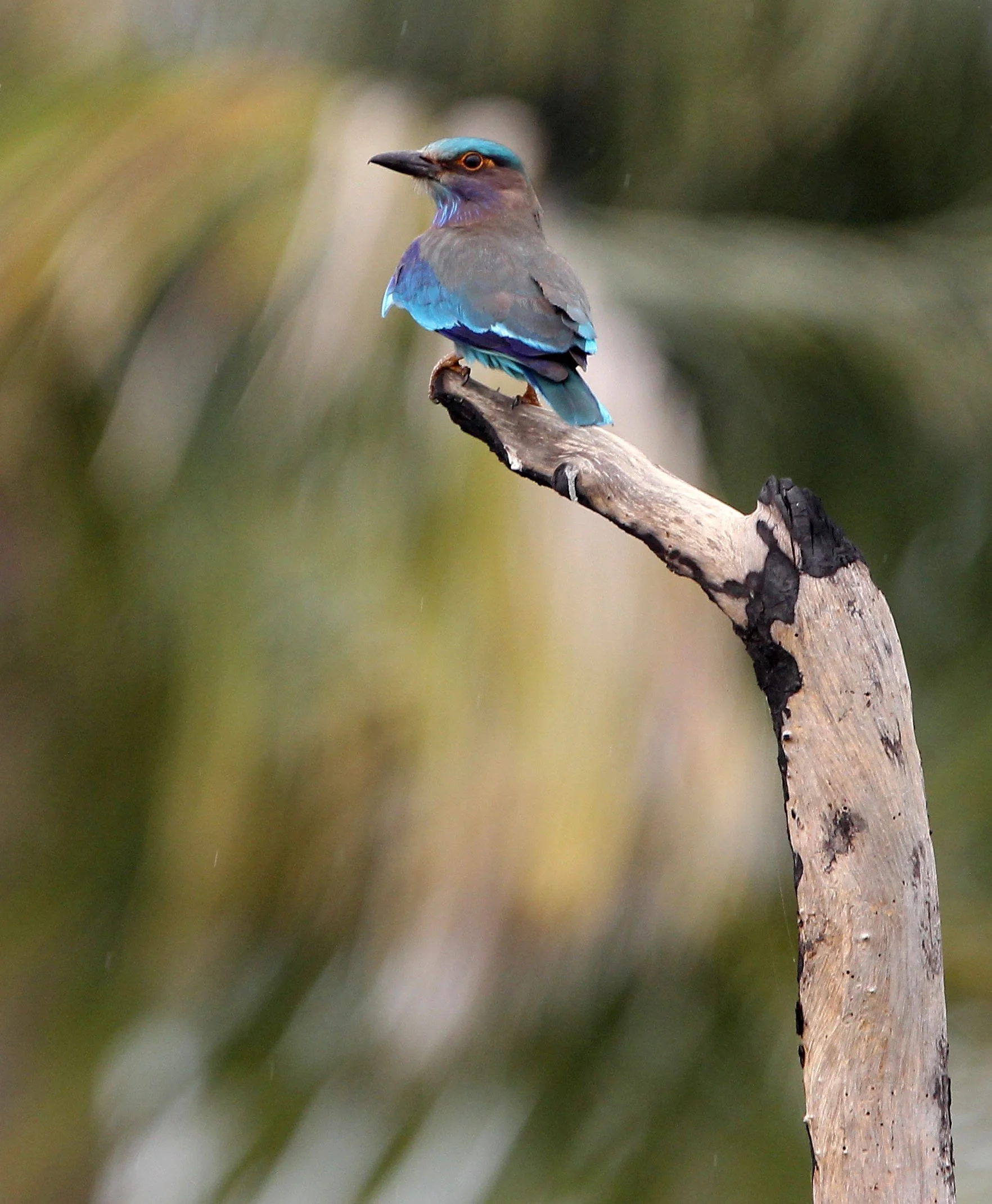 Indochinese Roller (Coracias affinis) - Chaiya Peninsula Suratthani Thailand.JPG