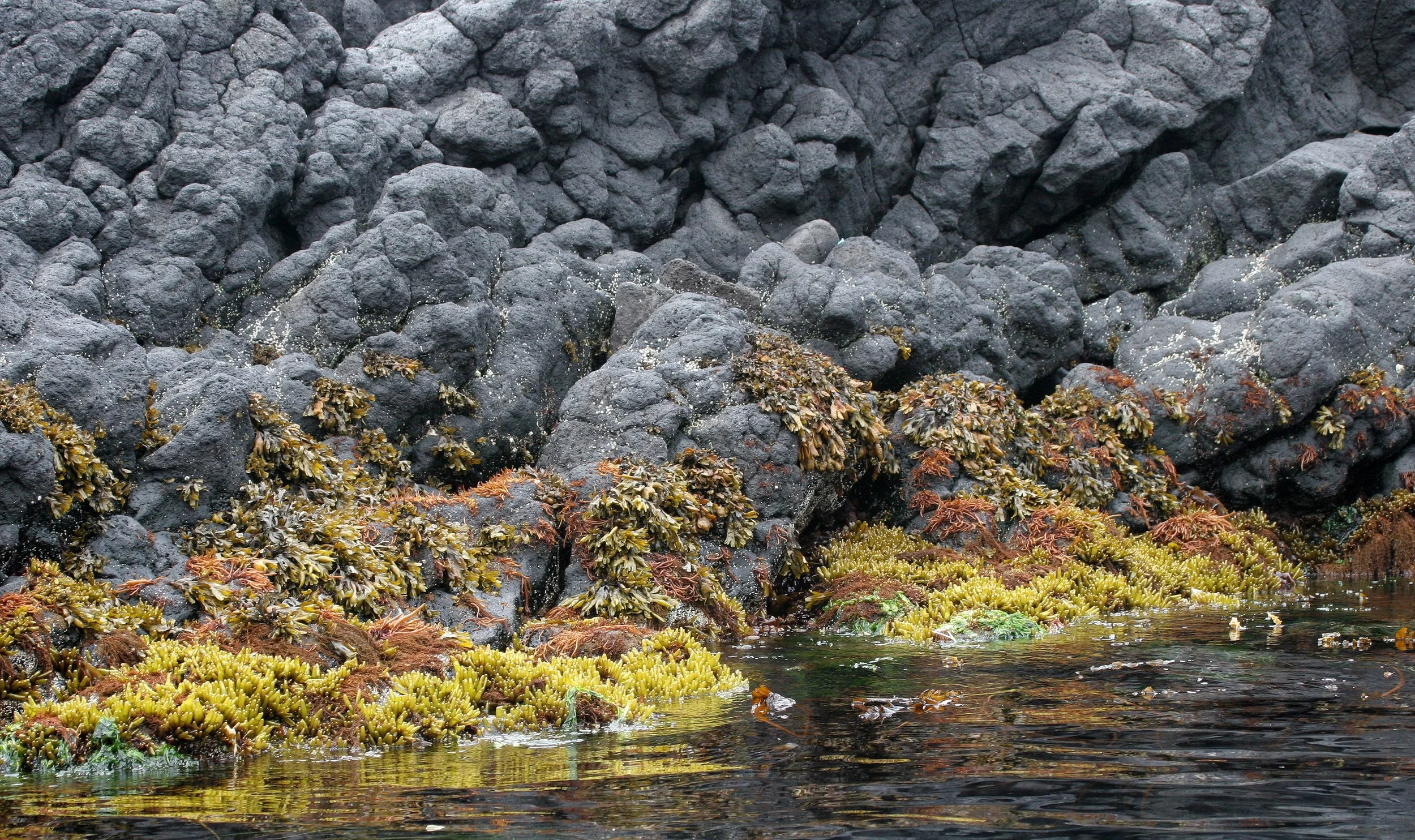 KURIL ISLANDS - FLORA  (27).jpg