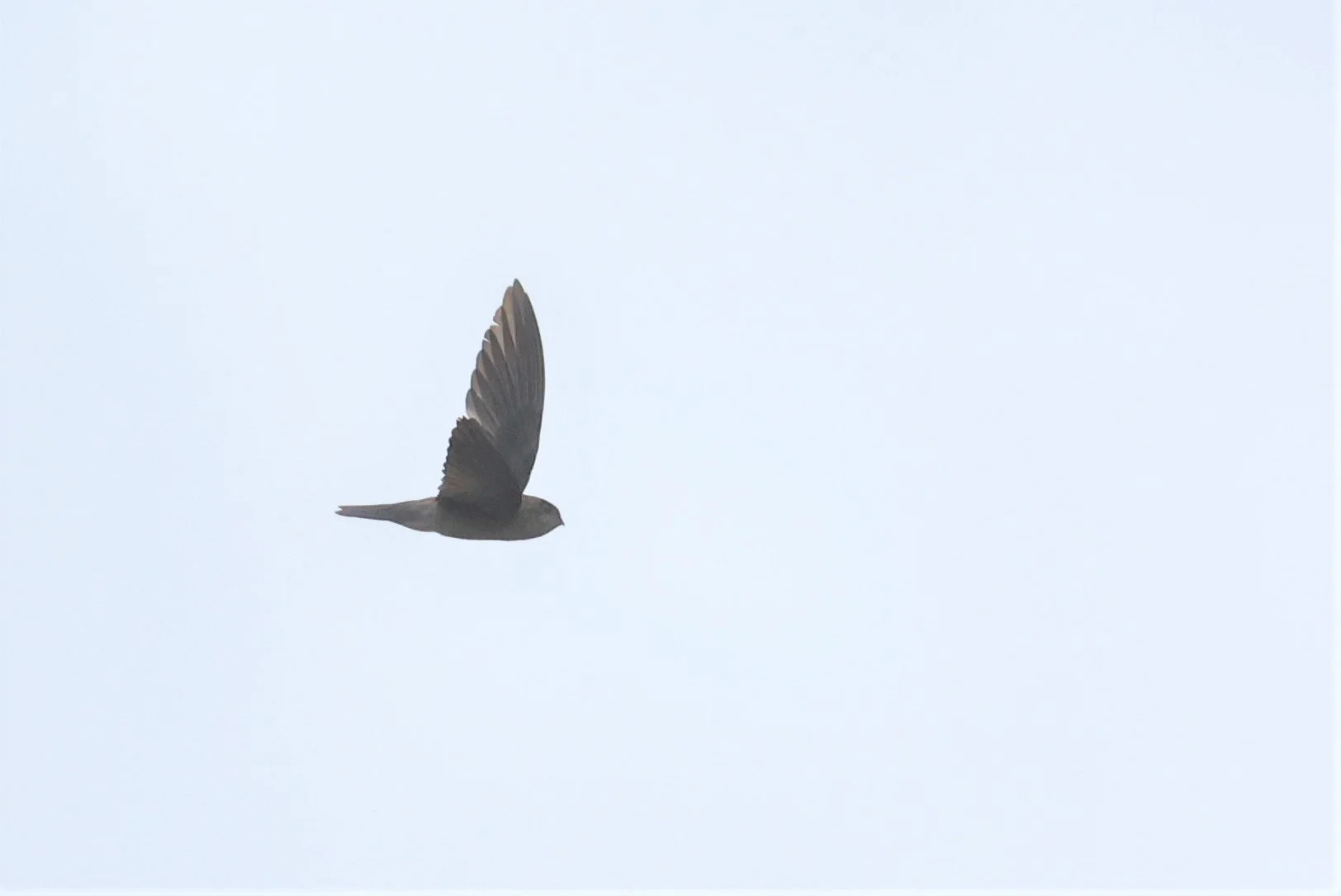Germain's Swiftlet (Aerodramus germani) Thap Yao Rice Fields Lat Krabang Thailand (7).jpg
