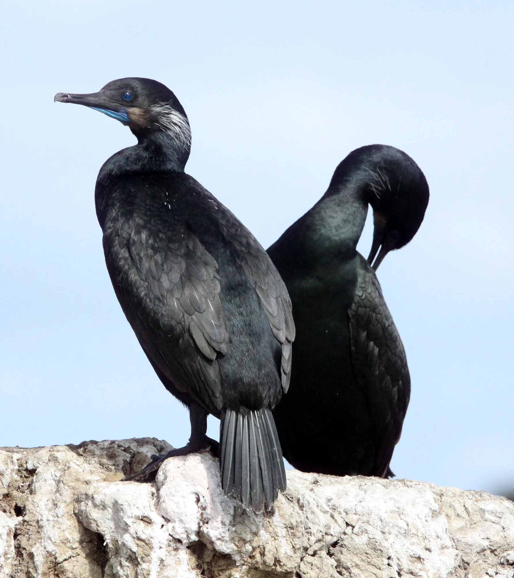 Urile penicillatus - Brandt's Cormorant - West Coast North America