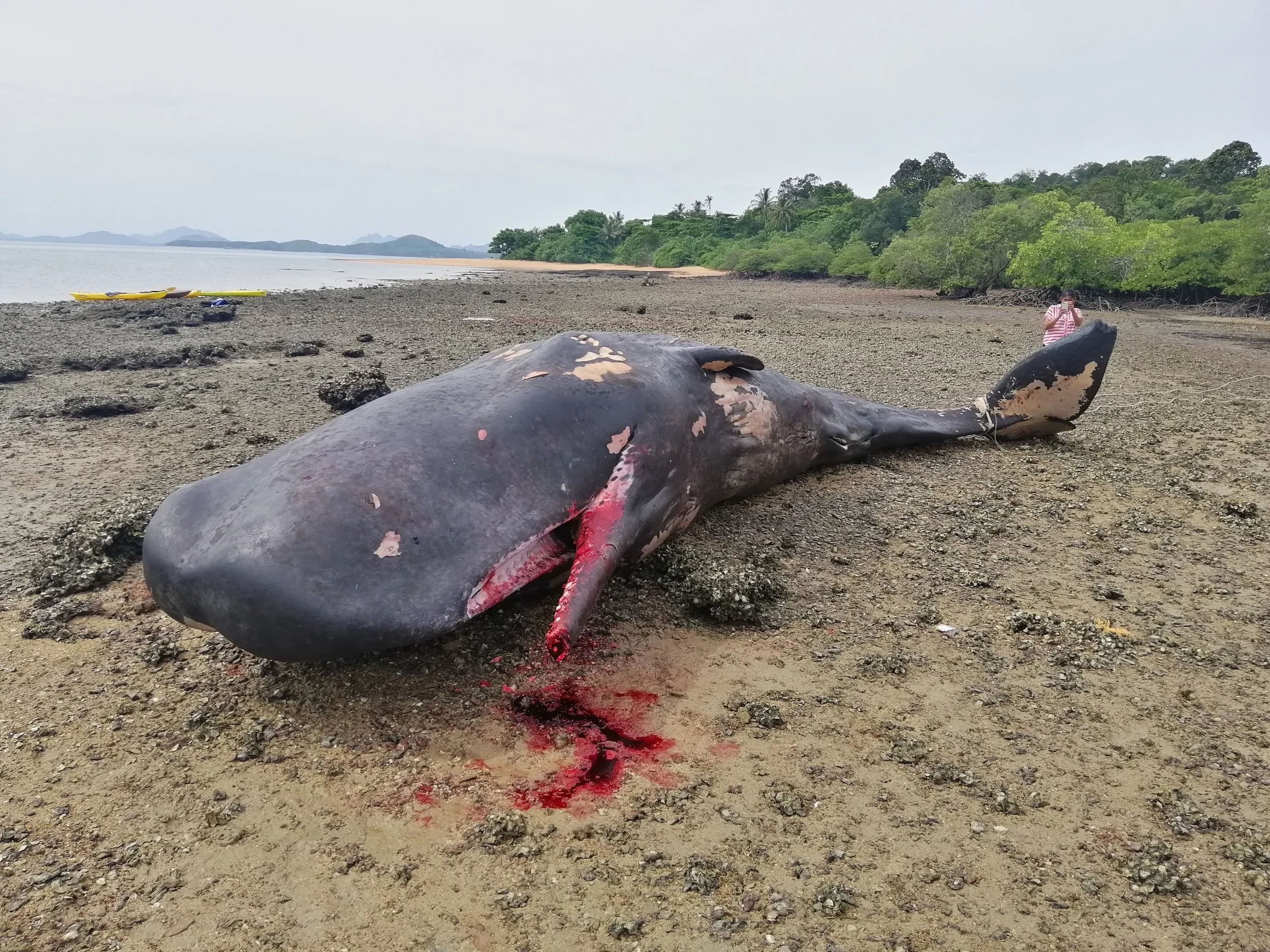 2019 Koh Lanta Dead Sperm Whale Summer Trip (14).jpg
