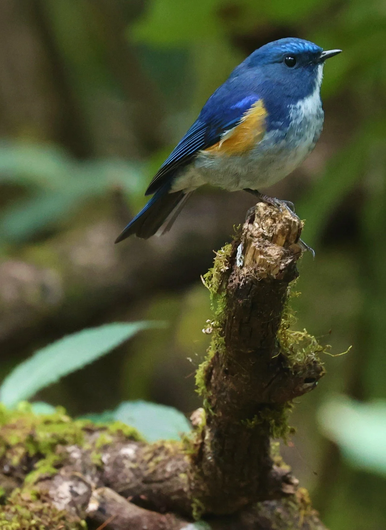 BLUETAIL - HIMALAYAN BLUETAIL - Tarsiger rufilatus - DOI PHA HOM POK NP DOI LANG EAST FEB 2022 (65).jpg