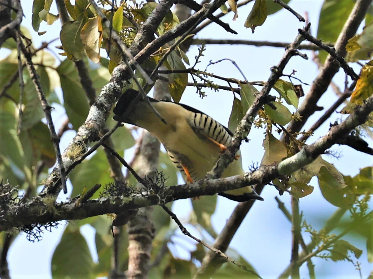 CUTIA - HIMALAYAN CUTIA - Cutia nipalensis - DOI LANG EAST DOI PHA HOM POK NP, DECEMBER 2021 (5).jpg
